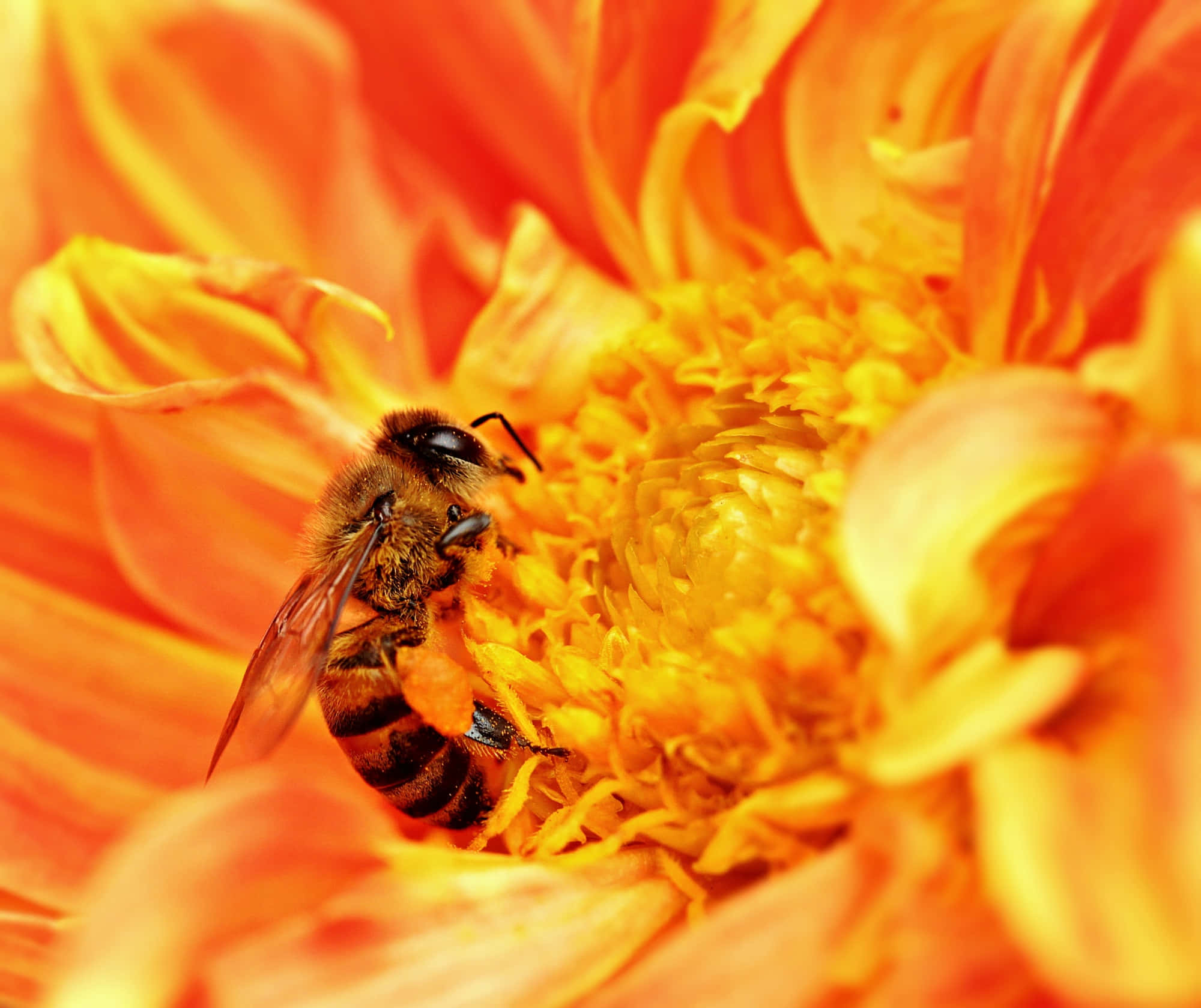 Honey Bee 桌布 壁紙 — 一隻蜜蜂勤奮地從一朵大麗花的鮮豔橙色和黃色中心採集花粉，焦點清晰。