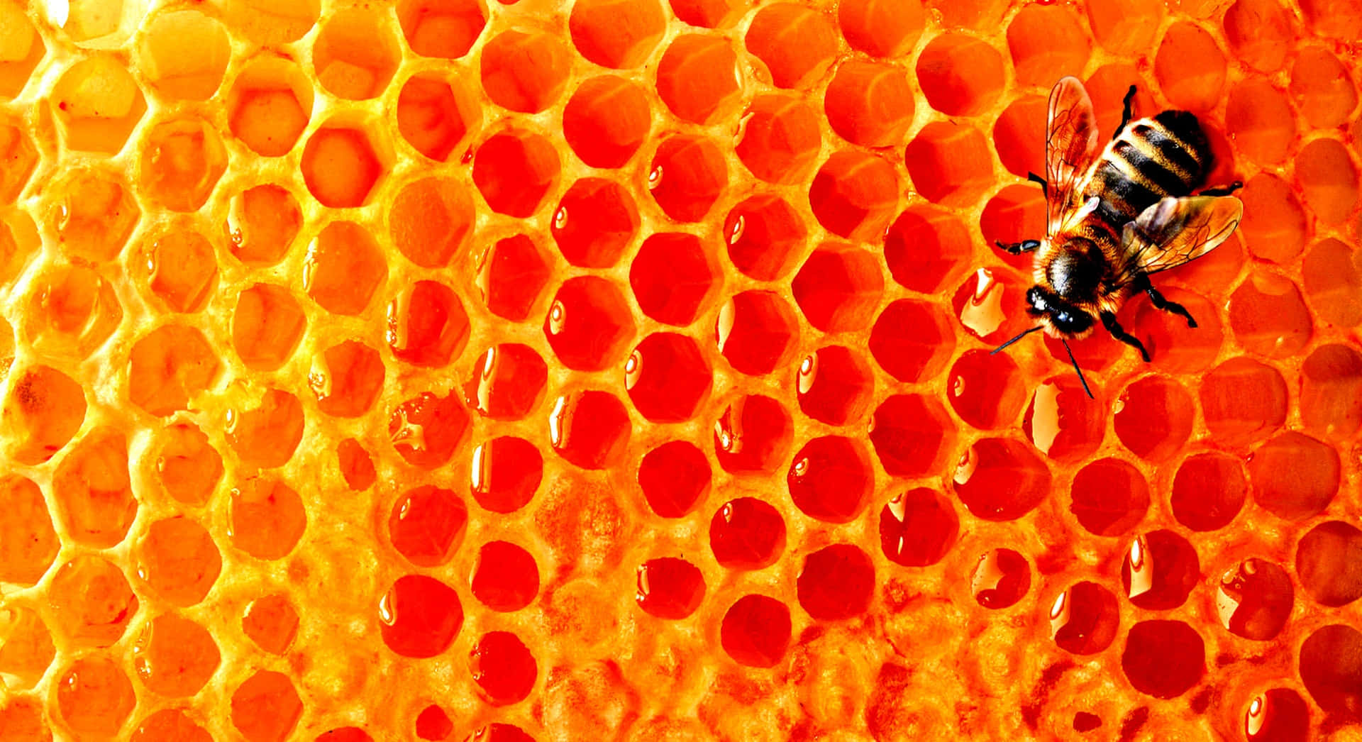 Honey Bee 桌布 壁紙 — 一隻蜜蜂在充滿金色蜂蜜的鮮橙色蜂巢上休息的特寫。