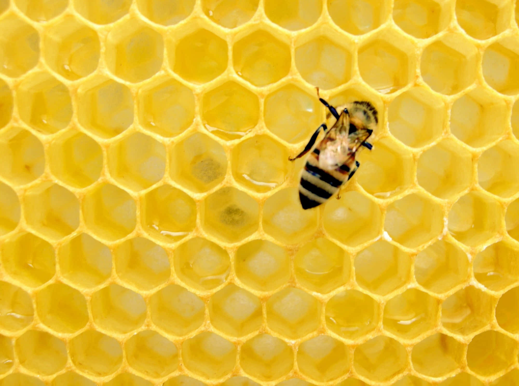Honeycomb 桌布 壁紙 — 一隻蜜蜂在充滿閃亮金色蜂蜜的鮮黃色蜂巢上爬行。