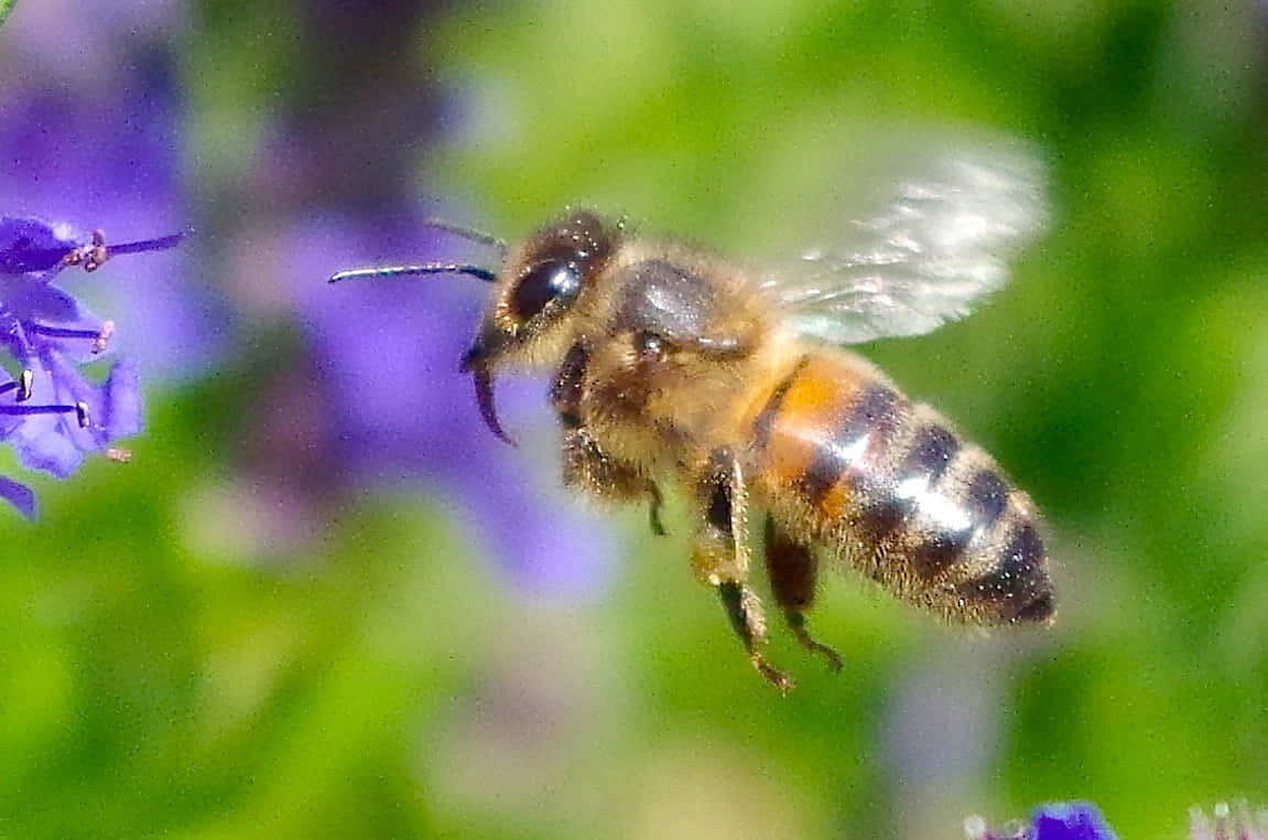 Queen Bee 桌布 壁紙 — 一隻蜜蜂在半空中盤旋，靠近一朵紫色的花，背景是柔和的綠色模糊效果。