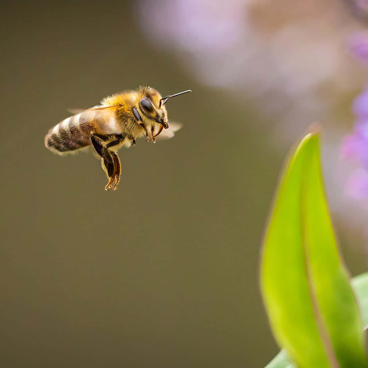 Queen Bee 桌布 壁紙 — 一隻蜜蜂在半空中盤旋，靠近一片綠葉，背景有柔和的紫色花朵模糊不清。