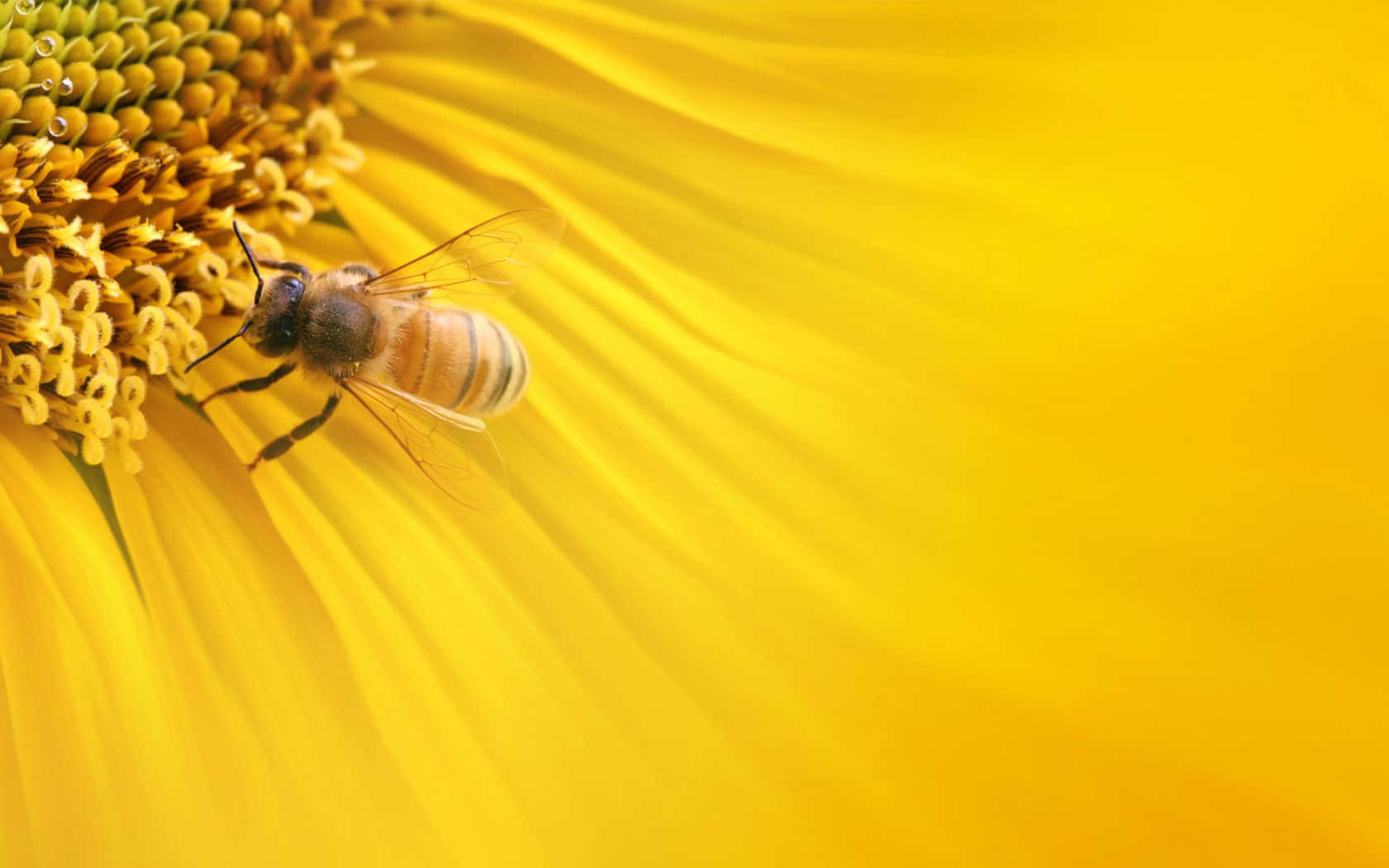 Aesthetic Bee 桌布 壁紙 — 一隻蜜蜂在明亮的日光下勤奮地從向日葵鮮黃色的中心採集花蜜。