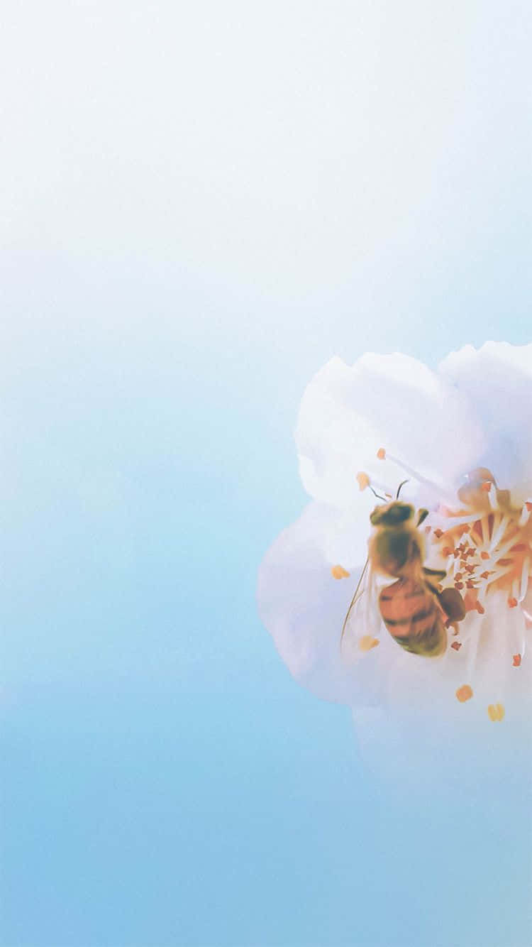 bees 桌布 壁紙 — 一隻蜜蜂在柔和的藍天下從精緻的白花中採集花粉。