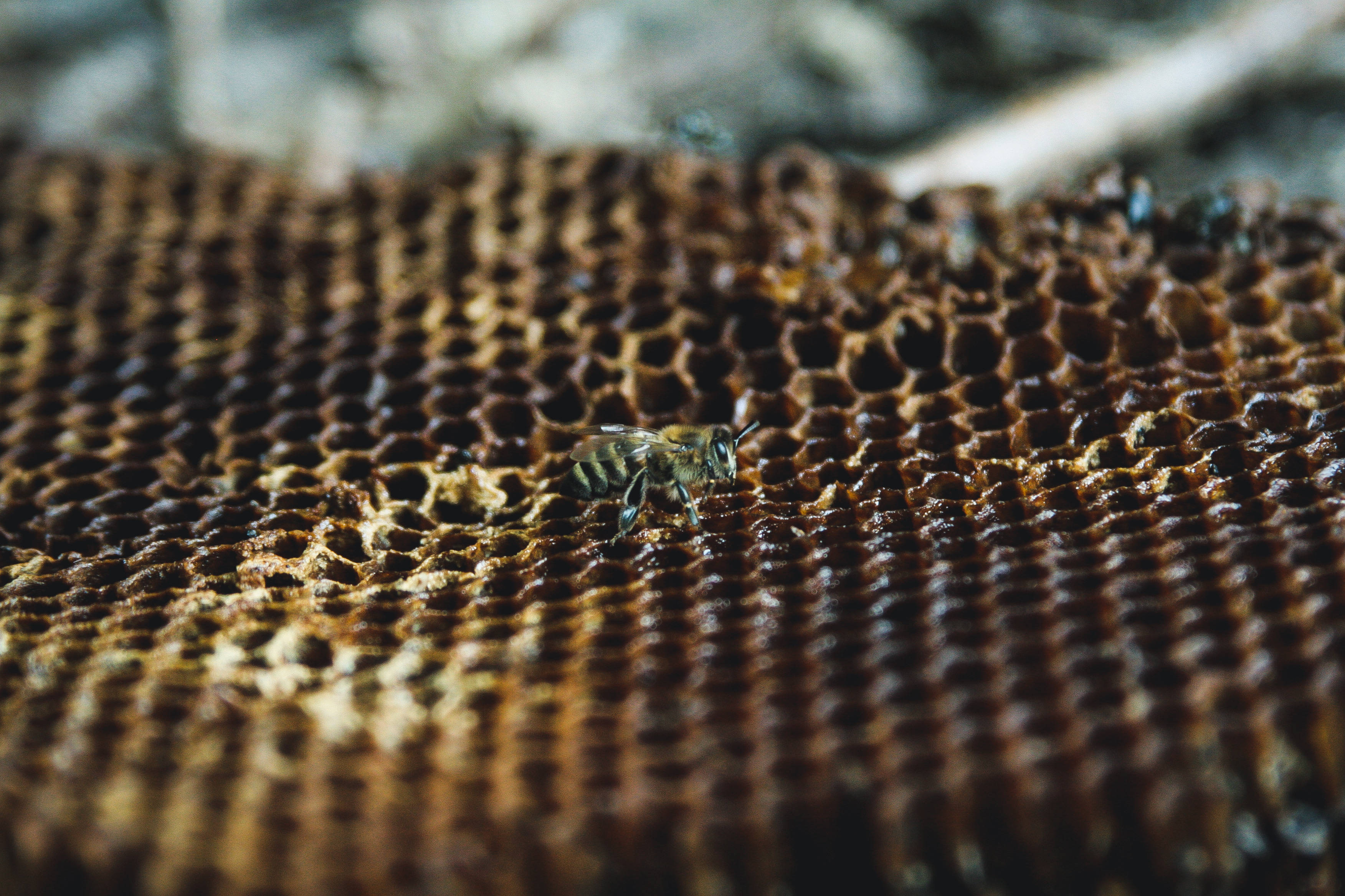 Honeycomb 桌布 壁紙 — 一隻蜜蜂在紋理蜂巢上爬行的特寫，背景模糊自然。