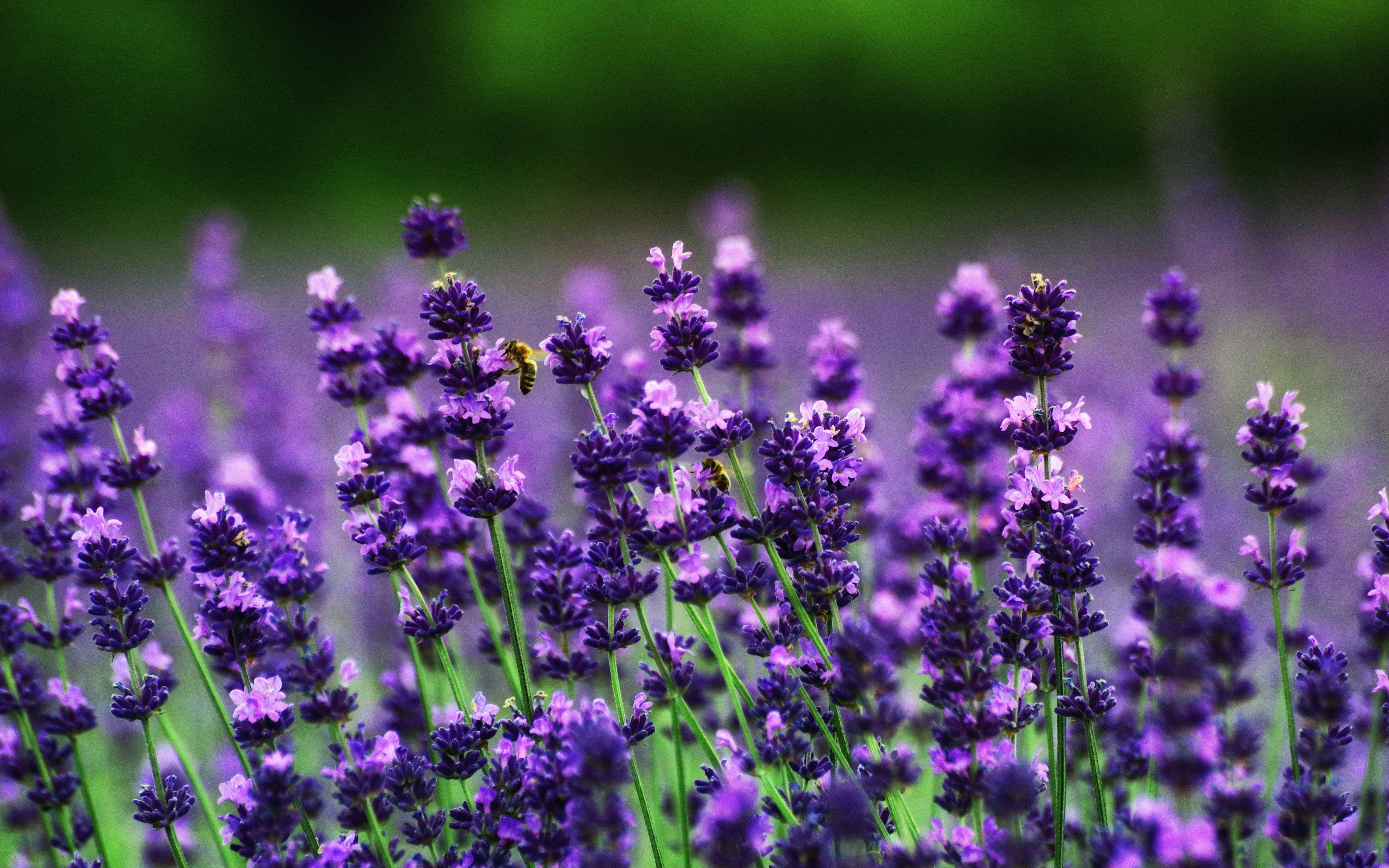花 桌布 壁紙 — 一隻蜜蜂在陽光明媚的田野中為鮮豔的紫色薰衣草花授粉，背景是柔和的綠色模糊效果。