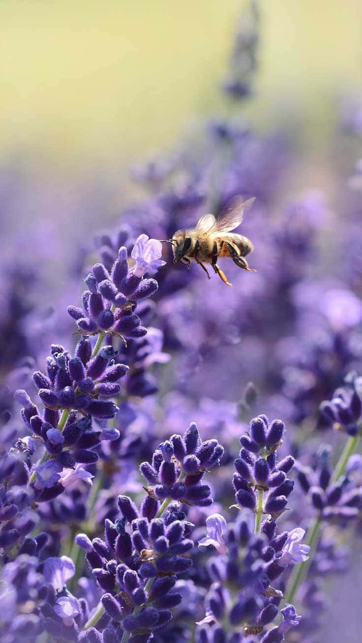 bees 桌布 壁紙 — 一隻蜜蜂在陽光明媚的田野中靠近薰衣草花朵盤旋，背景是柔和模糊的紫色。