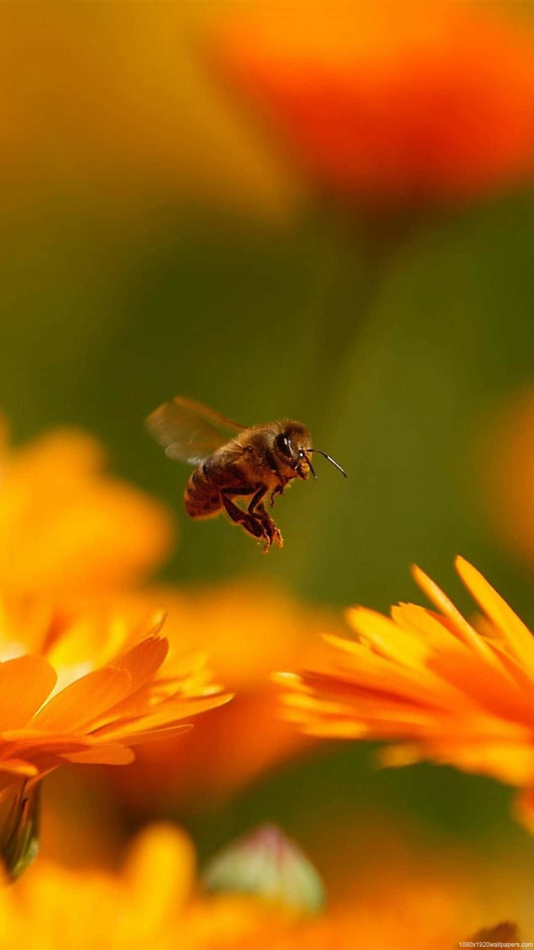 bees 桌布 壁紙 — 一隻蜜蜂在飛行中盤旋在鮮豔的橙色萬壽菊附近，背景是柔和模糊的綠色和黃色。