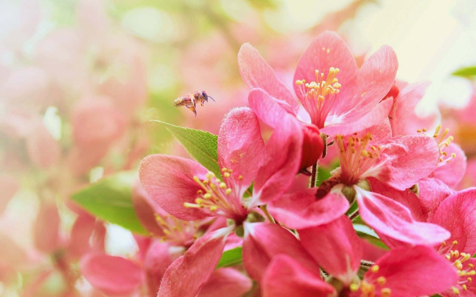 高清 桌布 壁紙 — 一隻蜜蜂在鮮豔的粉紅色花朵（帶有黃色雄蕊）附近盤旋，背景是柔和模糊的花卉背景。