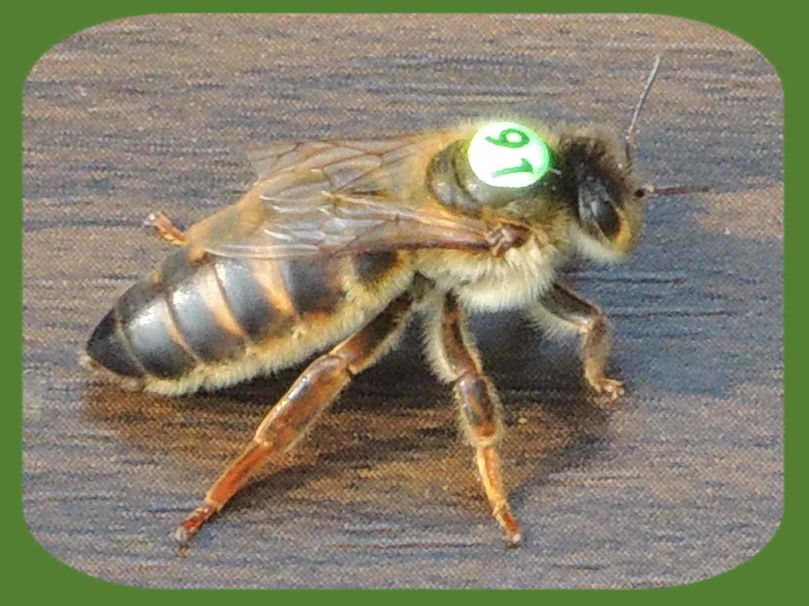 Queen Bee 桌布 壁紙 — 一隻蜜蜂的近距離特寫，其胸部帶有綠色編號標籤，停留在有紋理的木質表面上。