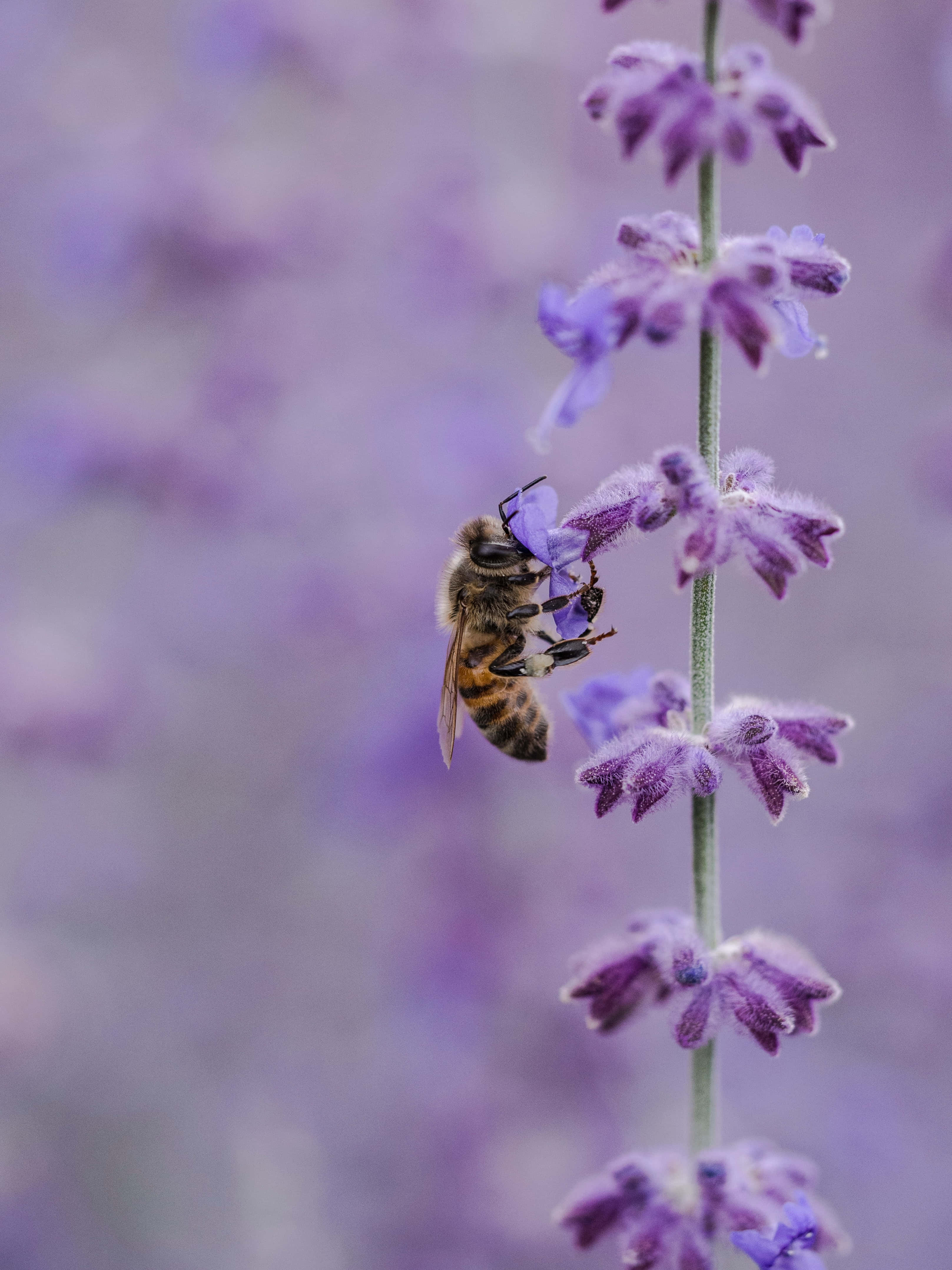Lavender 桌布 壁紙 — 一隻蜜蜂輕柔地停在一朵鮮豔的紫色薰衣草花上，背景是柔和模糊的花卉。