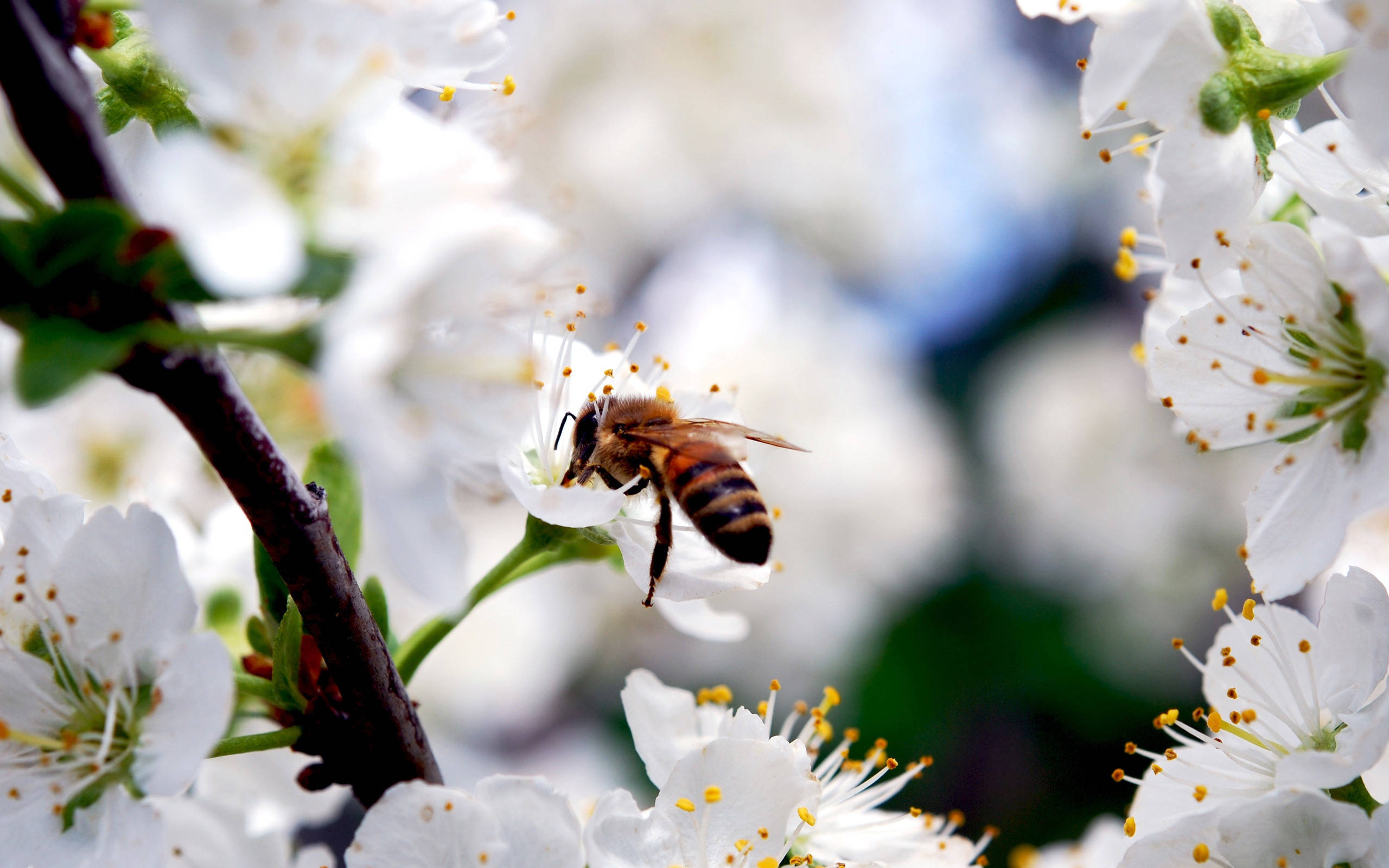 Insect 桌布 壁紙 — 一隻蜜蜂輕輕降落在白色花朵上，周圍是春天花朵和綠色莖稈的柔和模糊背景。