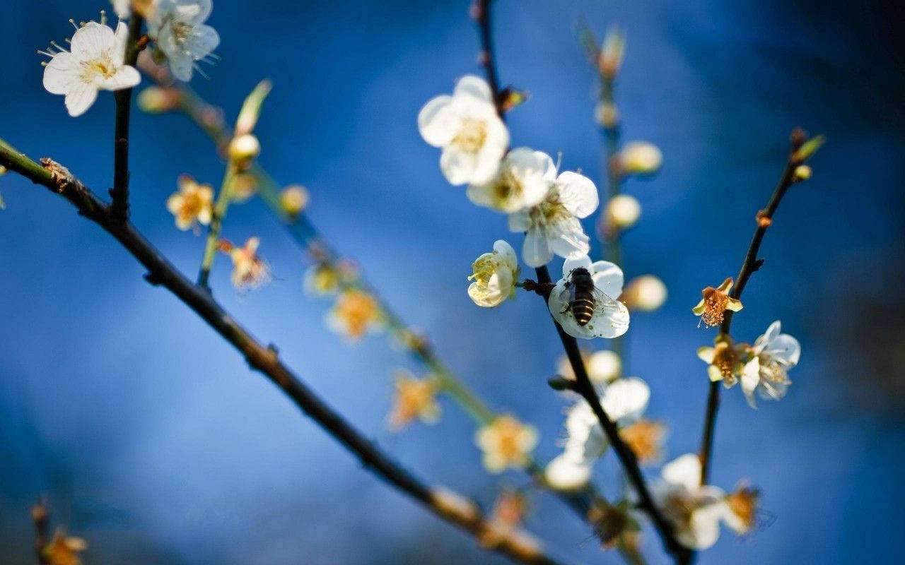 Bee 桌布 壁紙 — 一隻蜜蜂降落在精緻的白色花朵上，背景是鮮豔的藍天和模糊的樹枝。
