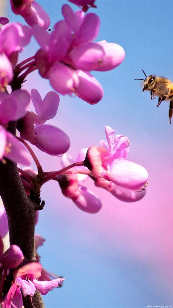 花 iPhone 桌布 壁紙 — 一隻蜜蜂飛向鮮豔的粉紅色花朵，背景是柔和的藍天漸變。