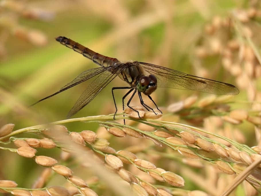 Red Dragonfly 桌布 壁紙 — 一隻蜻蜓優雅地停在陽光普照的田野中的金色稻穗上，背景是柔和模糊的綠色植物。