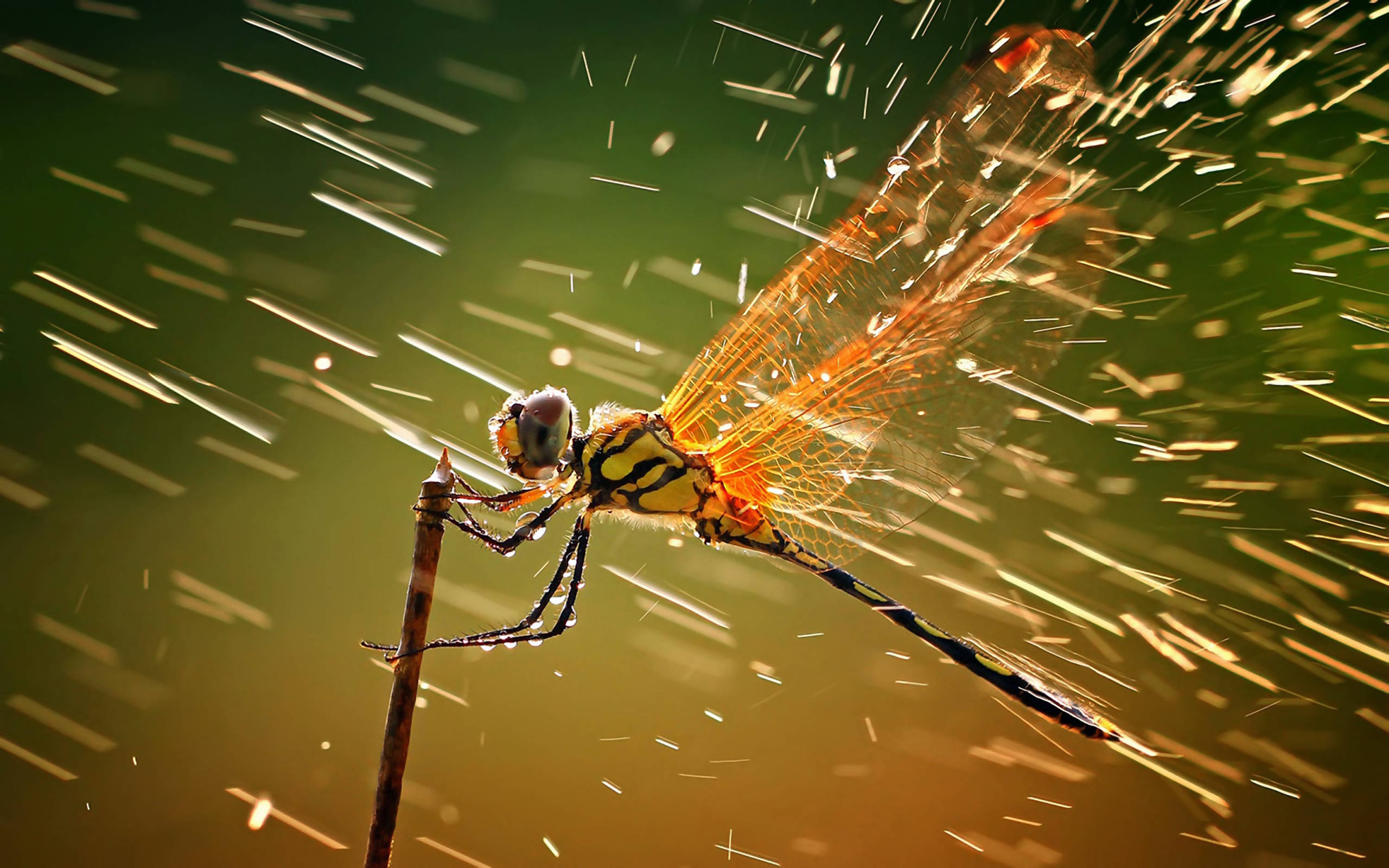 Insect 桌布 壁紙 — 一隻蜻蜓棲息在樹枝上，金色的光線穿過牠的翅膀，映襯著模糊的綠色背景。