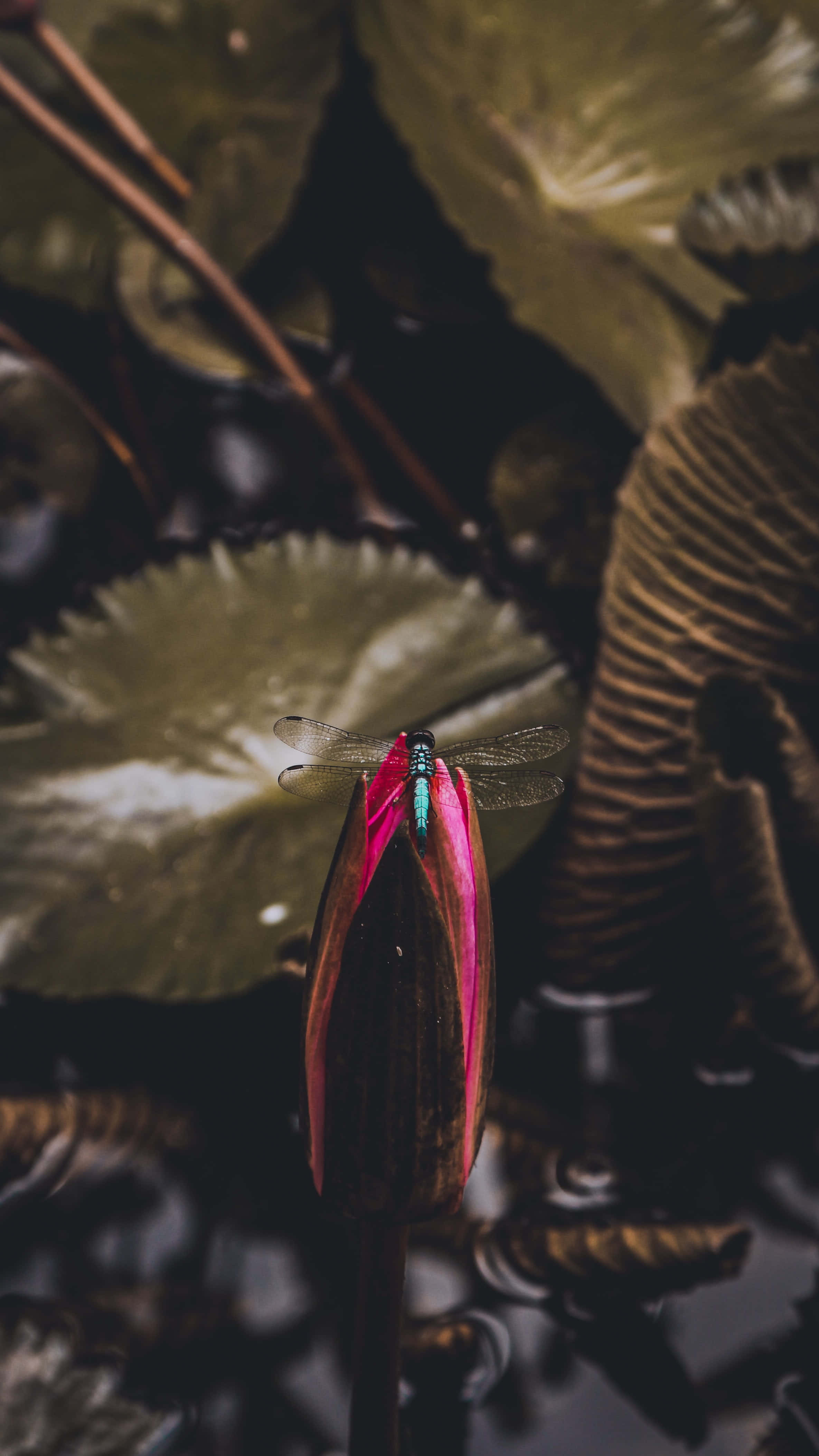 蜻蜓 桌布 壁紙 — 一隻蜻蜓輕輕停在一朵鮮豔的粉紅色蓮花蕾上，周圍是茂密的綠色睡蓮葉，在寧靜的池塘中。