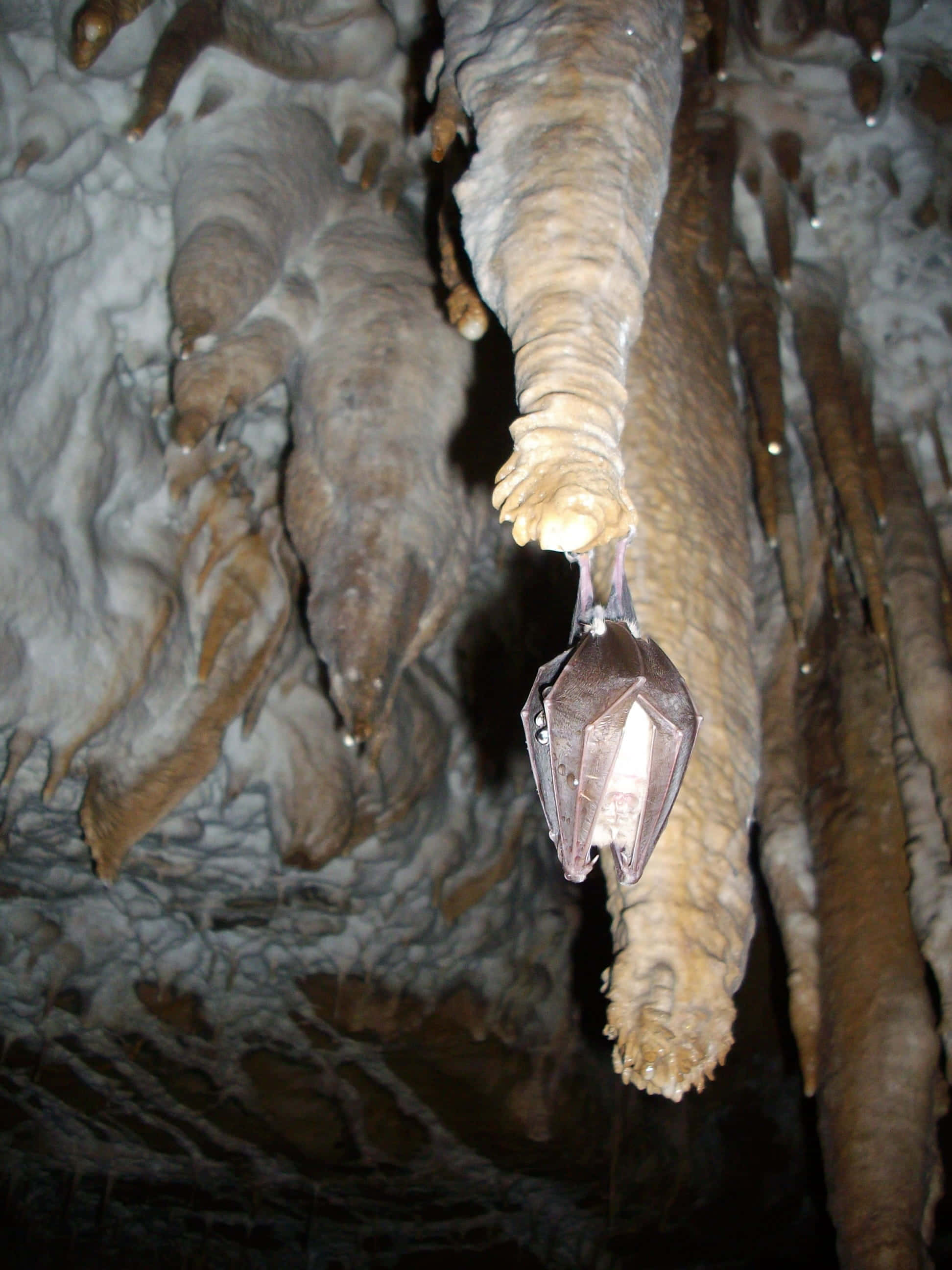 Hibernation 桌布 壁紙 — 一隻蝙蝠倒掛在鐘乳石上，處於光線昏暗、岩石紋理分明的洞穴中。