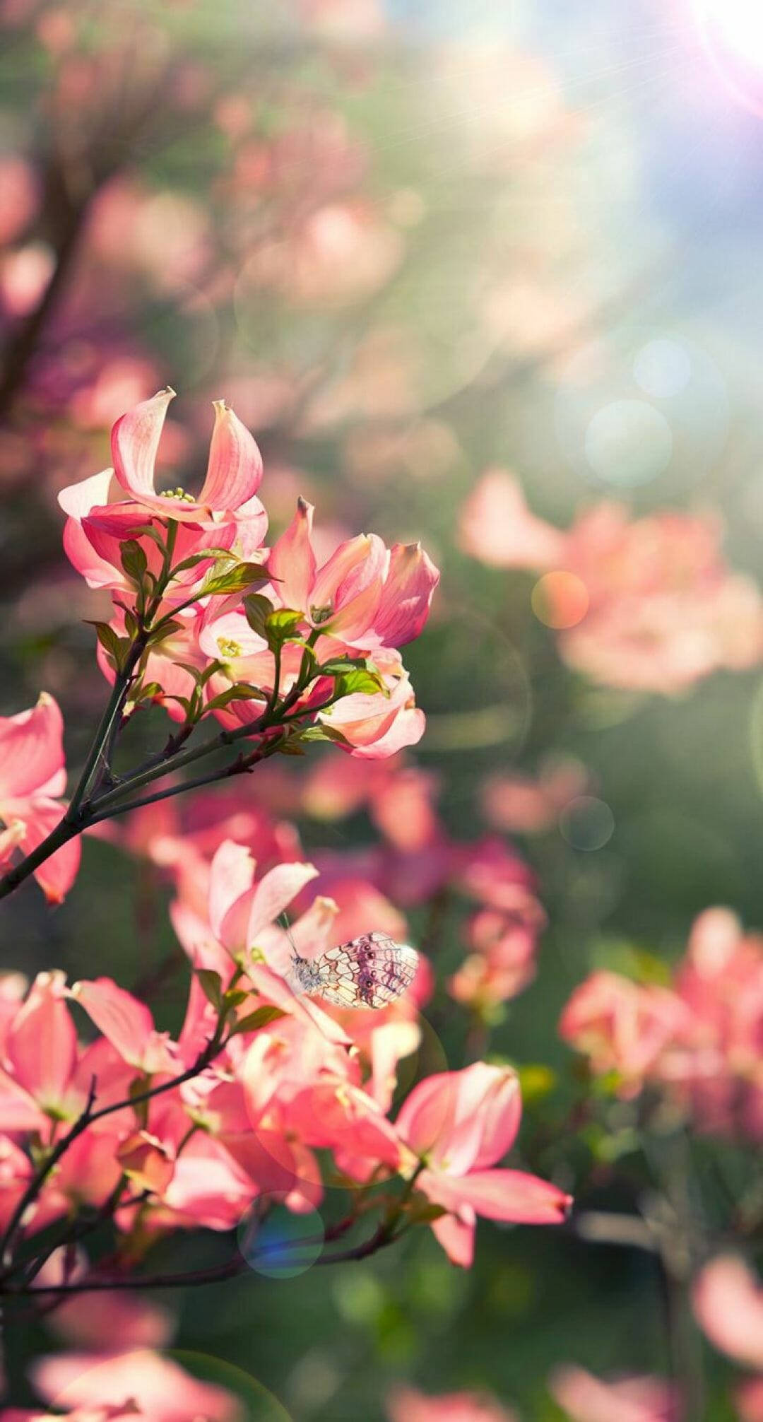 Spring Flower iPhone 桌布 壁紙 — 一隻蝴蝶停留在粉紅色的山茱萸花上，陽光穿過樹枝，營造出柔和發光的散景效果。
