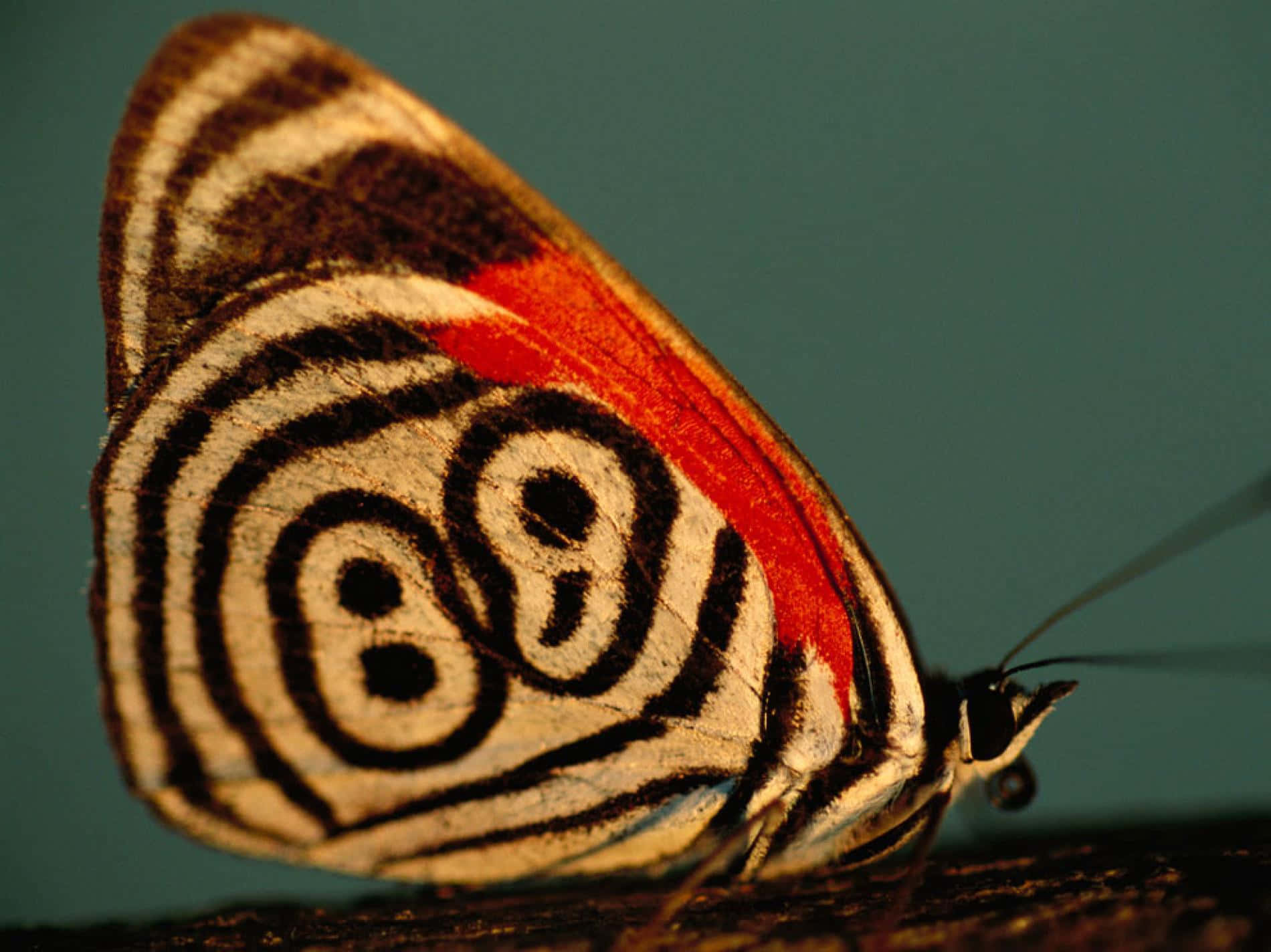 Butterfly Photography 桌布 壁紙 — 一隻蝴蝶的近距離特寫，翅膀上有催眠般的黑色、白色和紅色螺旋圖案，棲息在深色表面上。