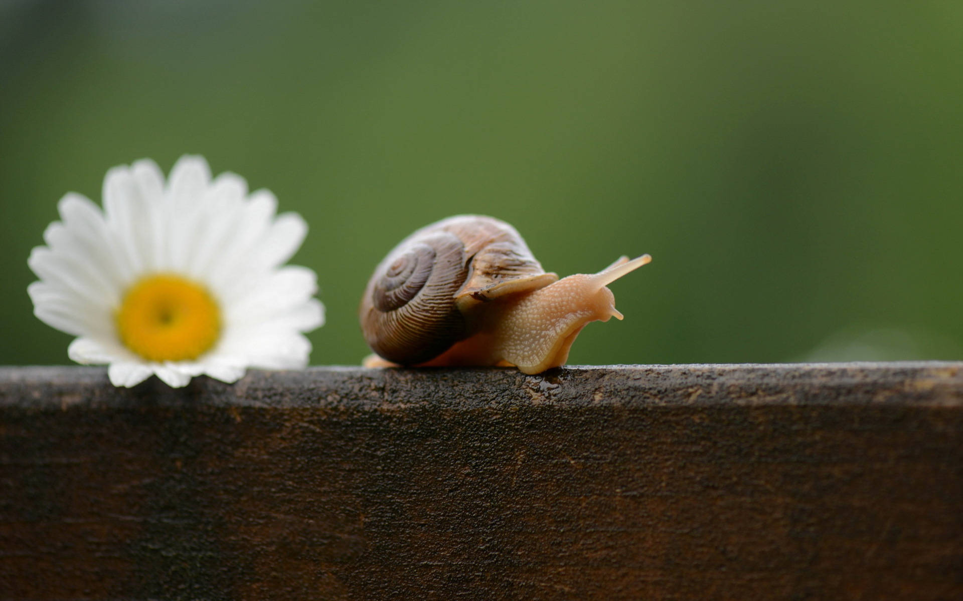 Snail 桌布 壁紙 — 一隻蝸牛在木質表面上緩慢爬行，旁邊有一朵白色黃心的雛菊的特寫。