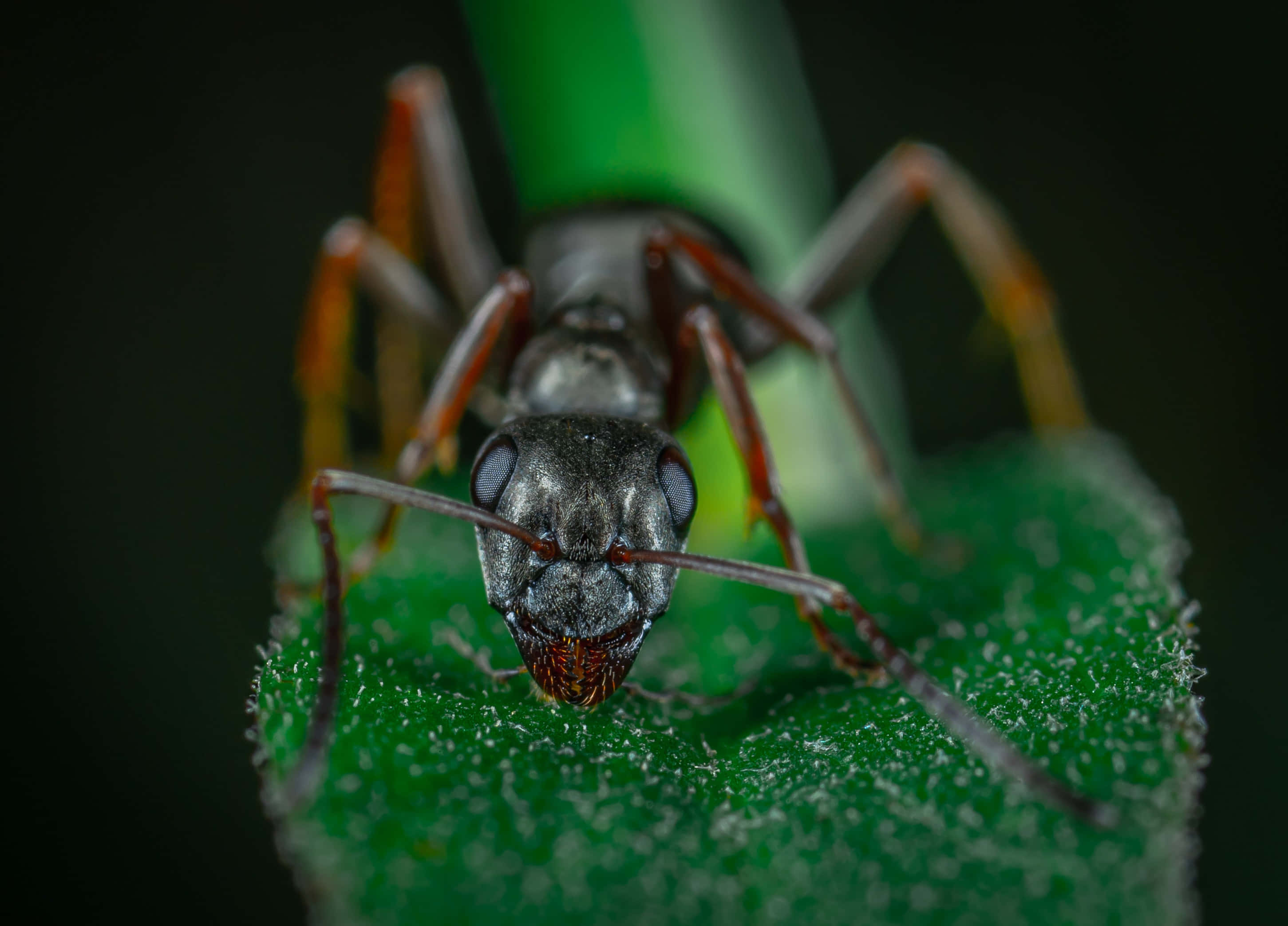 ant 桌布 壁紙 — 一隻螞蟻的微距照片，金屬灰色身體和橙色腿，棲息在有紋理的綠色葉子上，背景深色。