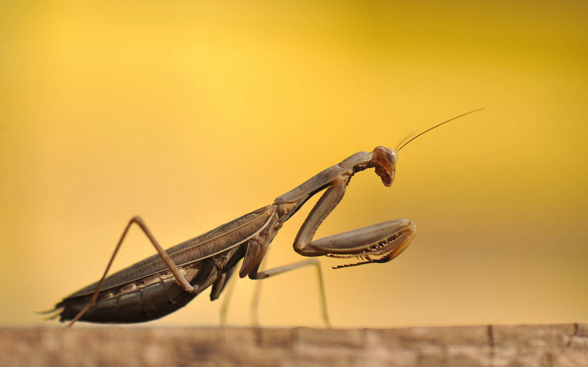 Insect 桌布 壁紙 — 一隻螳螂警覺地棲息在木質表面上，背景是溫暖的金色模糊效果。