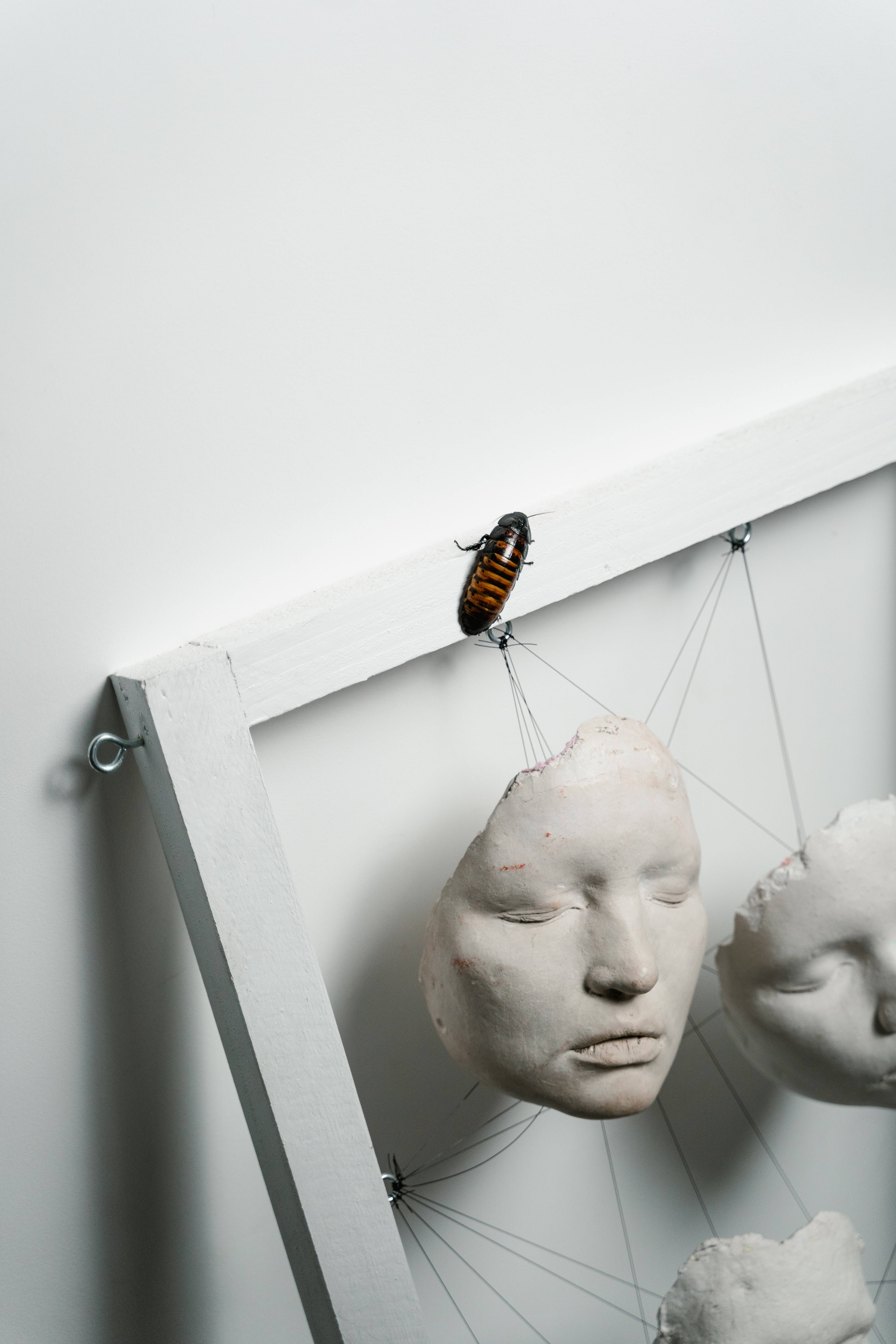 Sculpture 桌布 壁紙 — 一隻蟑螂在白色框架上爬行，下方懸掛著石膏半身像，構成極簡裝置藝術。