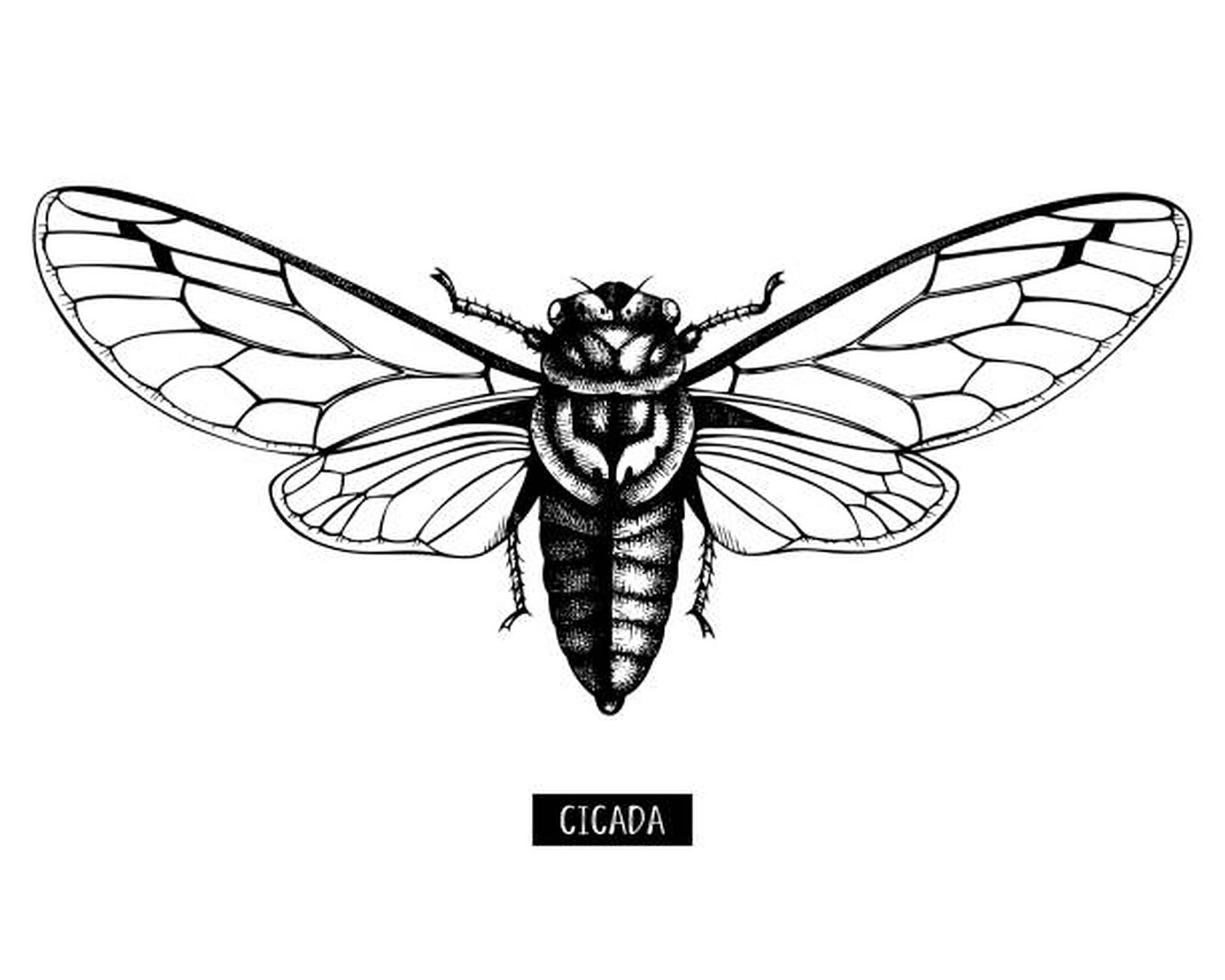 Cicada 桌布 壁紙 — 一隻蟬的詳細黑白線條畫，帶有複雜的翅脈和紋理身體。