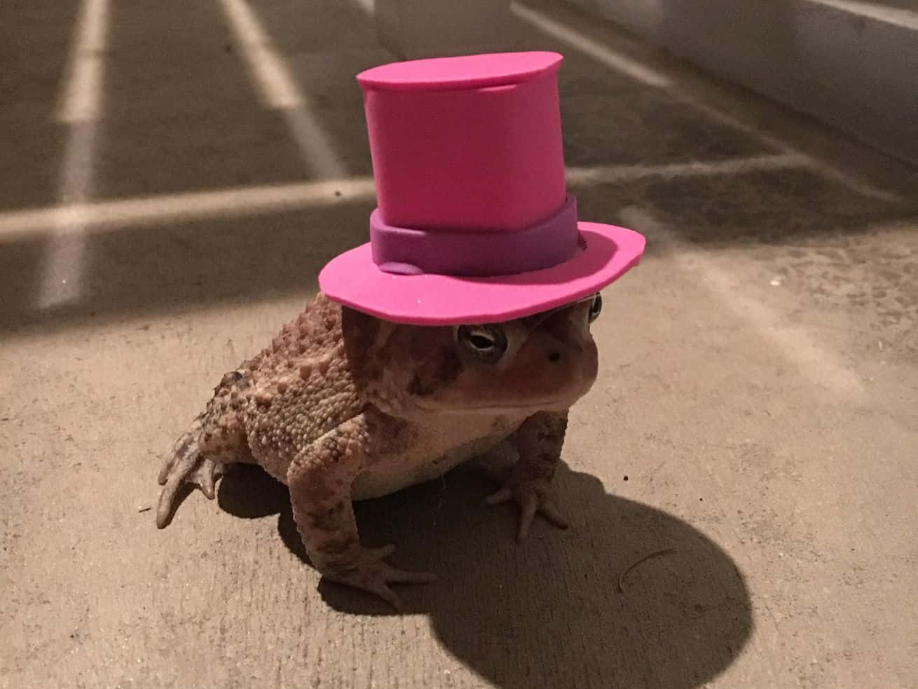 toad 桌布 壁紙 — 一隻蟾蜍戴著亮粉紅色高帽坐在混凝土上，在人造燈光下投射出清晰的陰影。