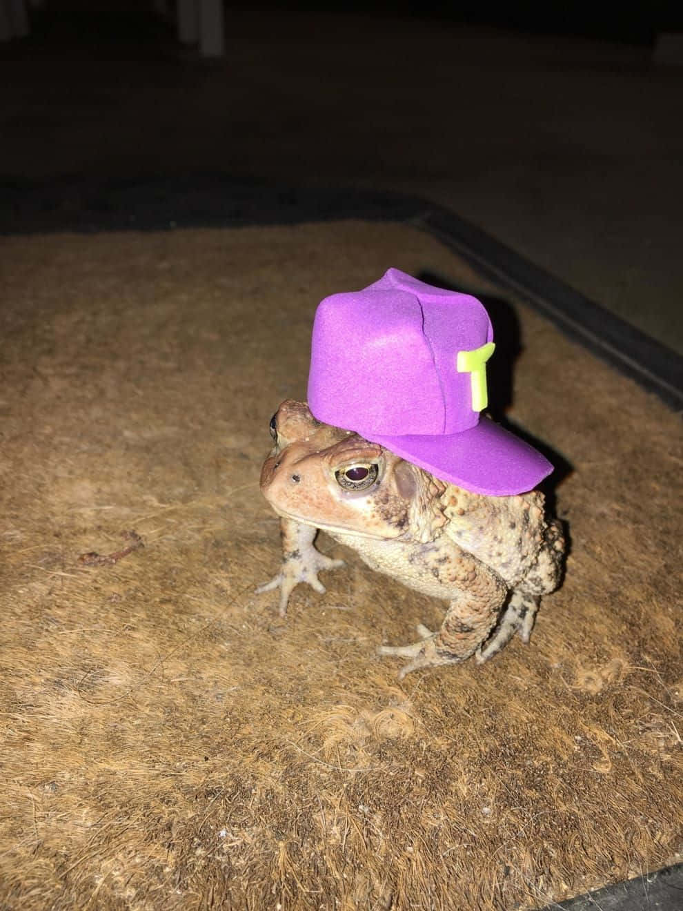Frog 桌布 壁紙 — 一隻蟾蜍戴著帶有綠色T字的紫色帽子，夜晚坐在棕色門墊上。