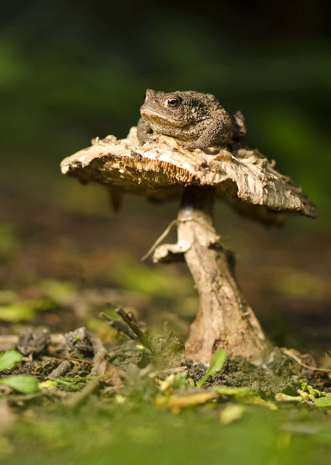 toad 桌布 壁紙 — 一隻蟾蜍棲息在一個風化的蘑菇上，背景是陽光普照的森林地面，帶有柔和的綠色散景。