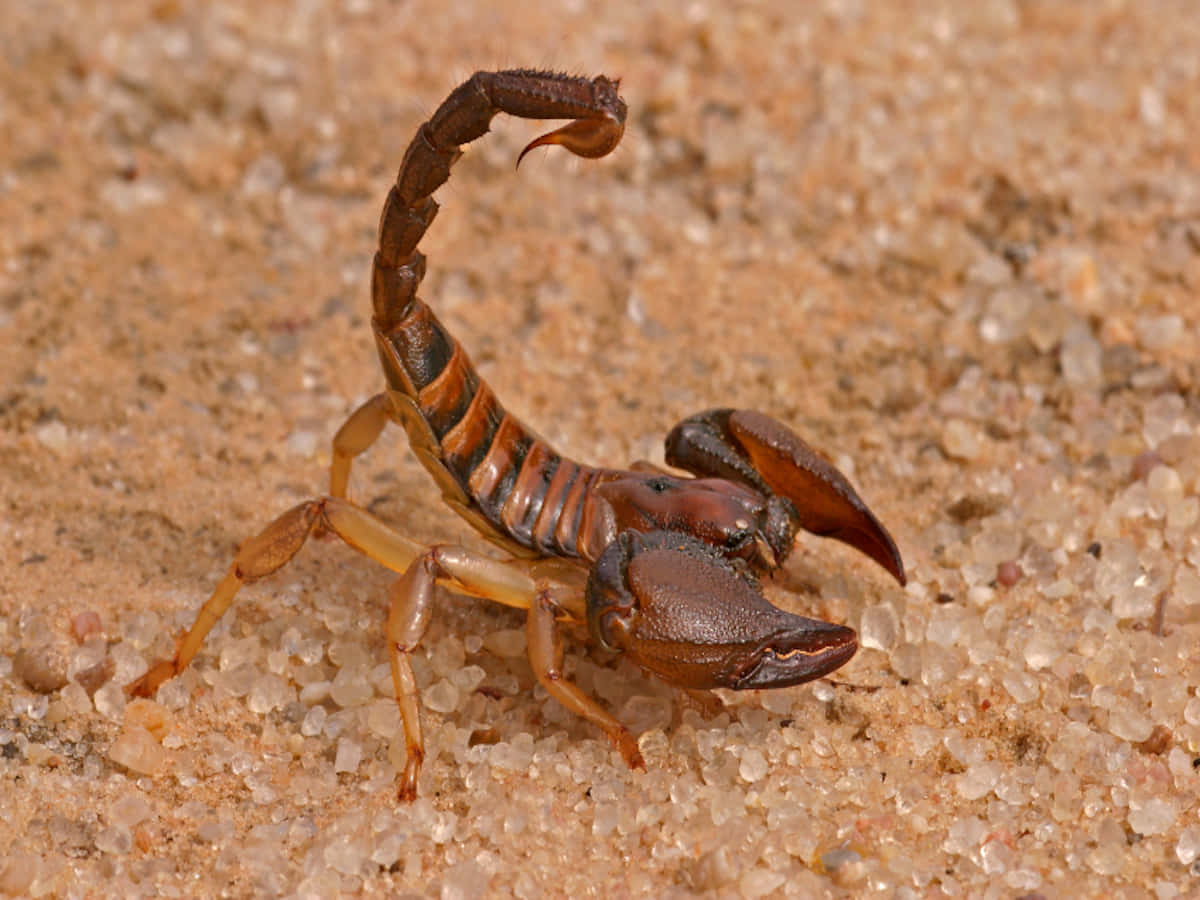 scorpion 桌布 壁紙 — 一隻蠍子的詳細特寫，站在粗糙的沙子上，尾巴高高彎曲，鉗子張開。