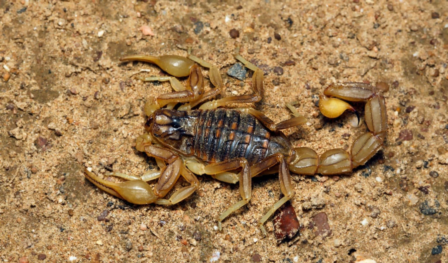 scorpion 桌布 壁紙 — 一隻蠍子的詳細特寫，身體呈深色分節，帶有半透明的鉗子，停留在粗糙的沙地上。