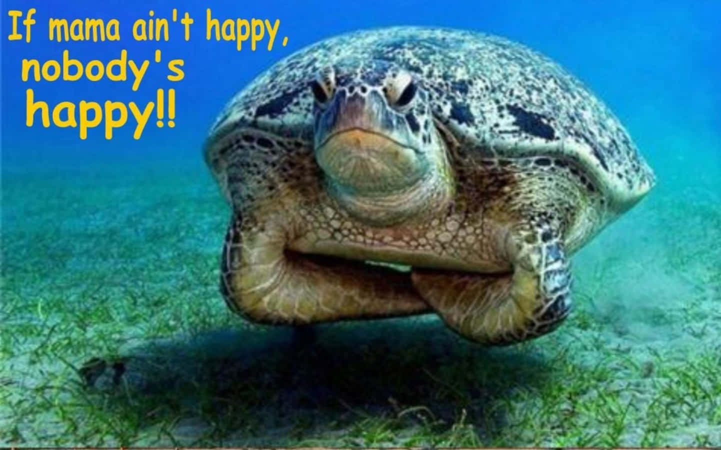 Funny Turtle 桌布 壁紙 — 一隻表情不開心的海龜在清澈藍色海水中游過海草，上面有幽默文字疊加。