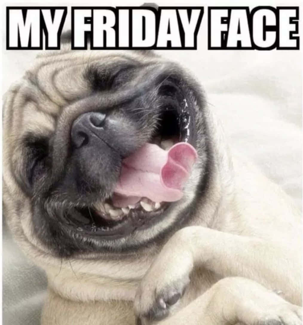 Bulldog 桌布 壁紙 — 一隻表情喜悅的哈巴狗伸出舌頭，擺出「Friday face」迷因姿勢。