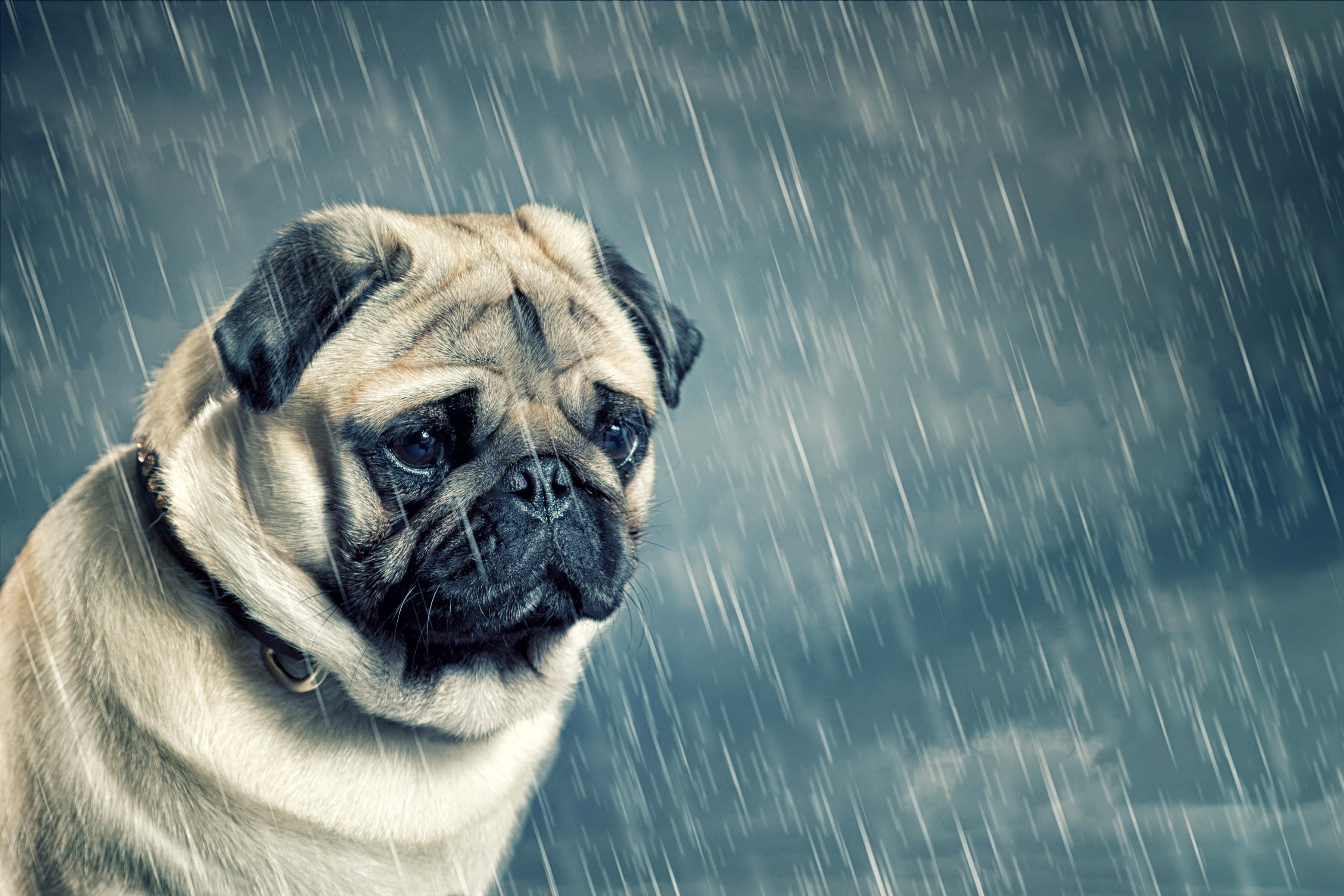 Pug 桌布 壁紙 — 一隻表情悲傷的巴哥犬站在大雨中，背景是黑暗的暴風雨天空。