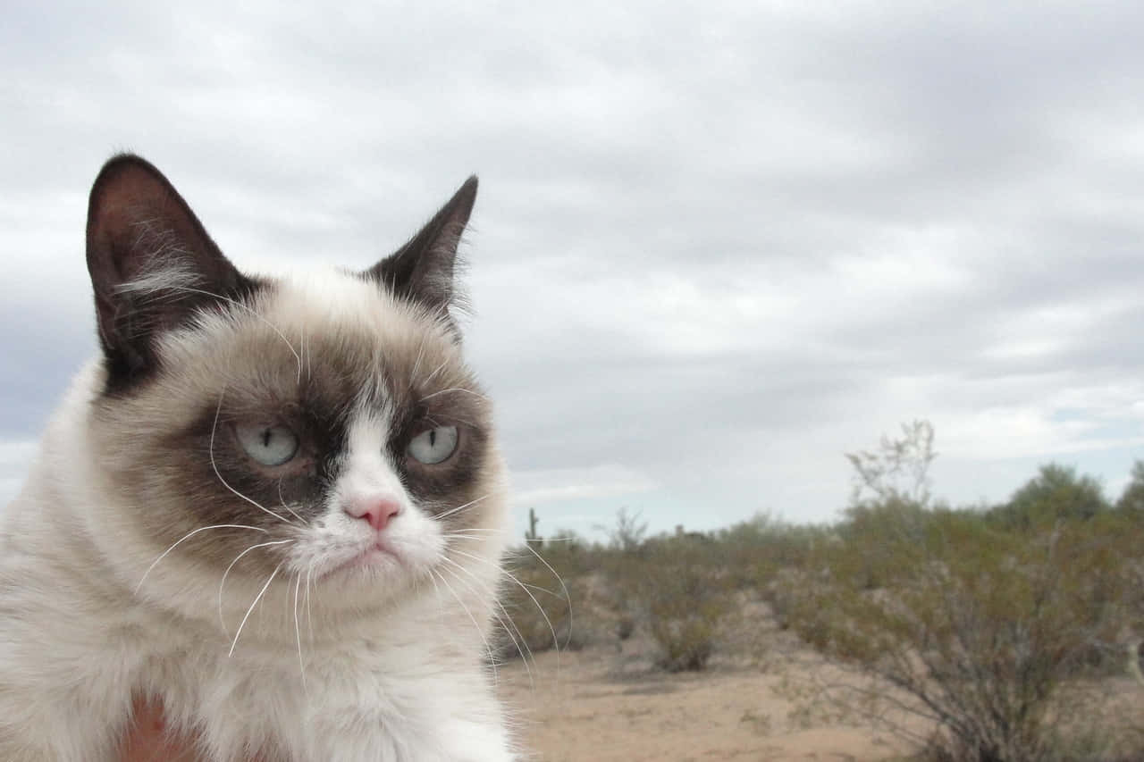 Grumpy Cat 桌布 壁紙 — 一隻表情暴躁、藍眼睛的貓咪在多雲的沙漠背景下直視鏡頭。