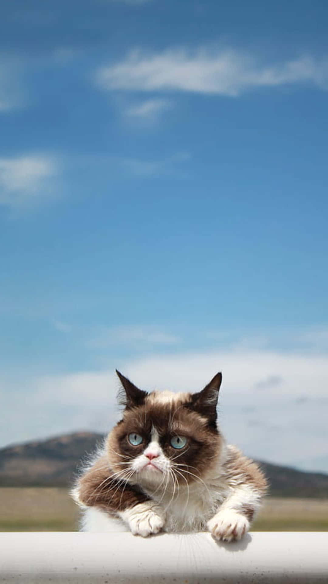 Grumpy Cat 桌布 壁紙 — 一隻表情暴躁、藍眼睛的貓咪棲息在窗台上，背景是廣闊的藍天和遠山。