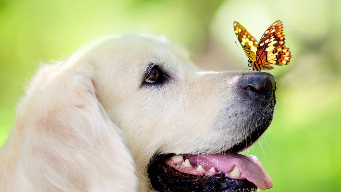 動物 桌布 壁紙 — 一隻表情溫和的金毛尋回犬，濕潤的鼻子上精緻地停著一隻鮮豔的橙色和黑色蝴蝶。