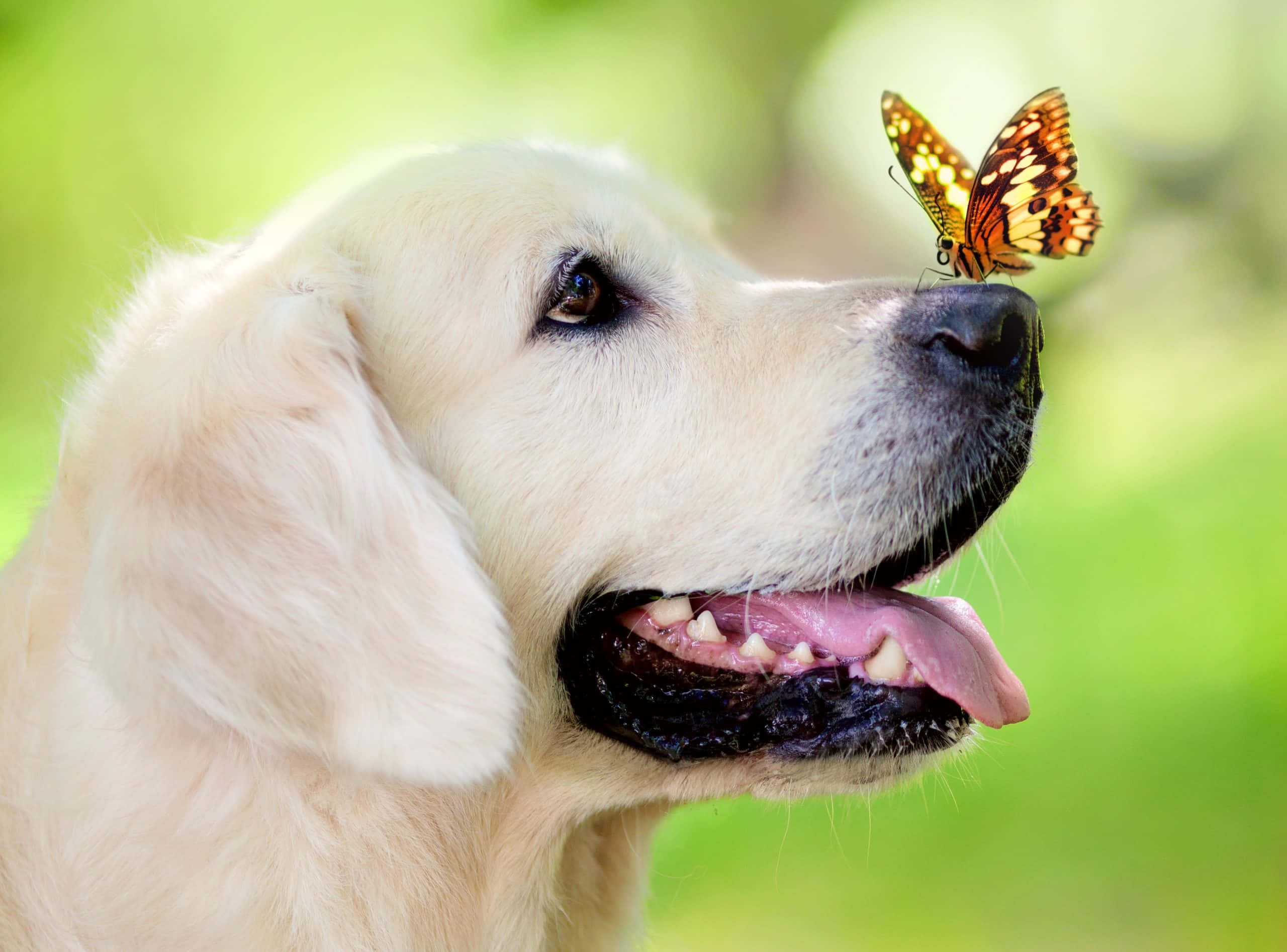 Yellow Labrador 桌布 壁紙 — 一隻表情溫和的金毛獵犬，在柔和的綠色背景下，鼻子上停著一隻鮮豔的橙色和黑色蝴蝶。