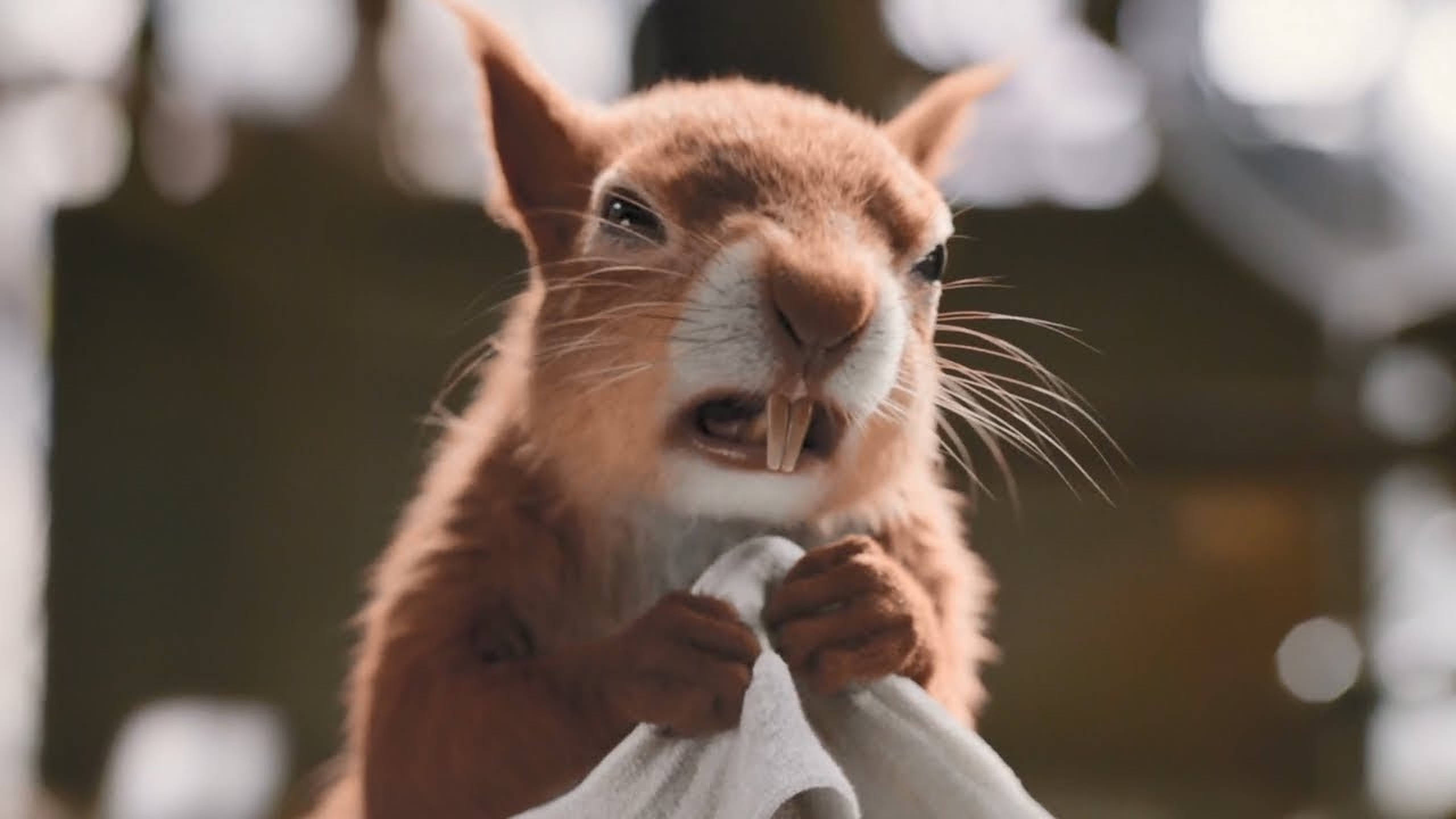 dolittle 桌布 壁紙 — 一隻表情豐富的逼真動畫松鼠拿著白布的近距離特寫。