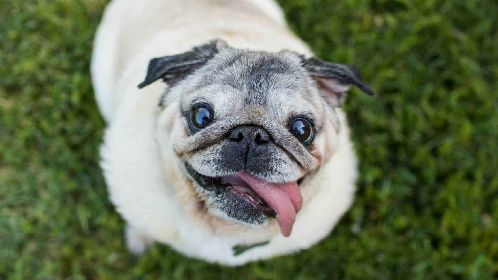 狗 桌布 壁紙 — 一隻表情開心、伸出舌頭的巴哥犬從茂密的綠草中抬頭仰望。