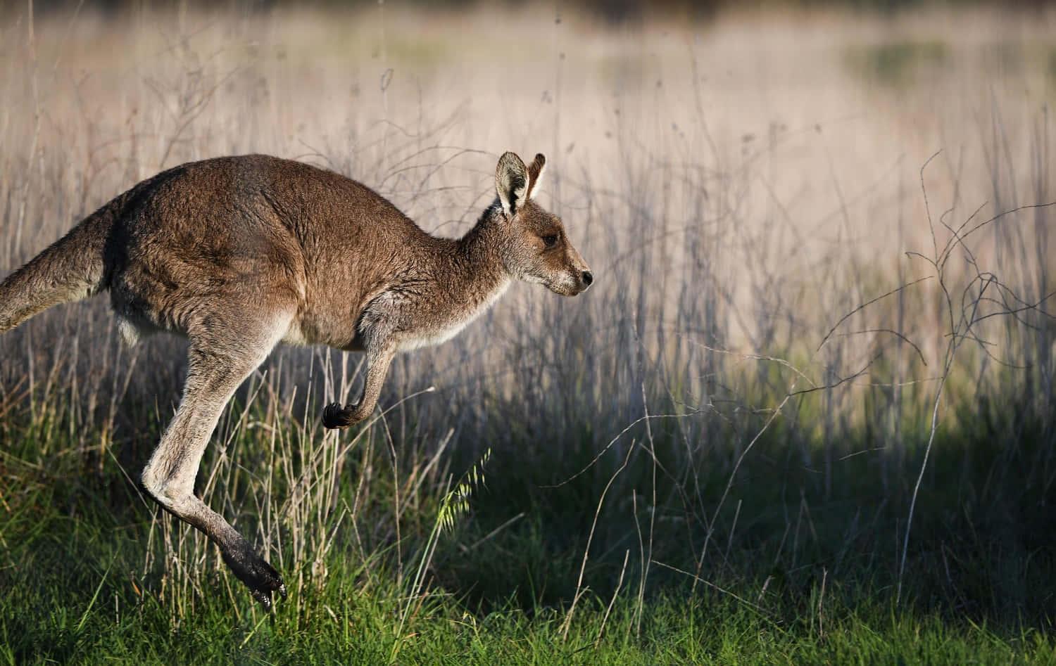 Kangaroo 桌布 壁紙 — 一隻袋鼠優雅地跳過沐浴在溫暖金色陽光下的高草叢。