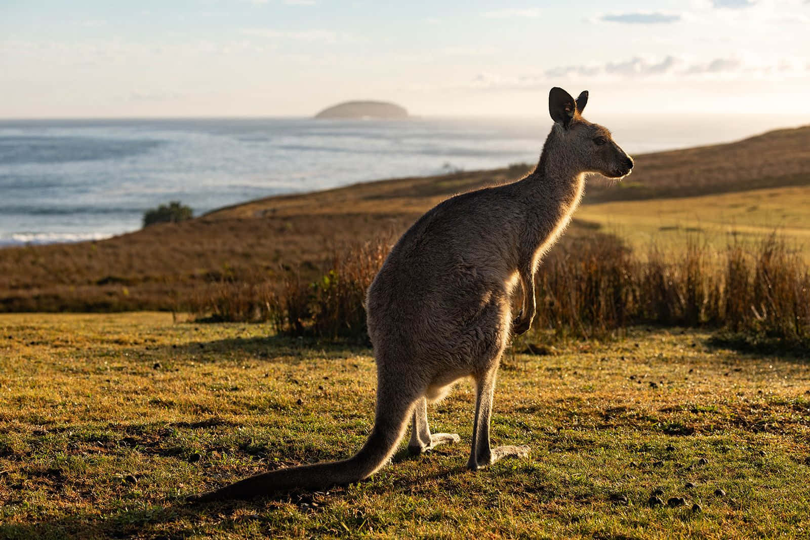 Kangaroo 桌布 壁紙 — 一隻袋鼠在日落時分於金色草地靠近海洋警覺地站立，地平線上有遠處的島嶼。