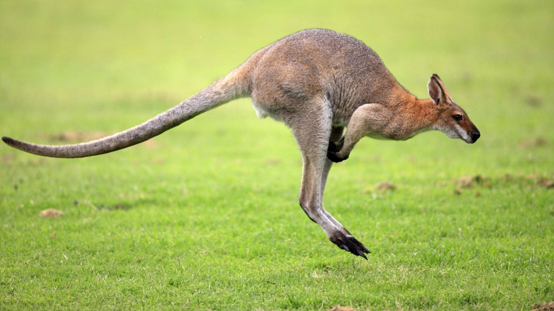 Kangaroo 桌布 壁紙 — 一隻袋鼠在明亮的日光下，動態地跳過一片充滿活力的綠色草地。