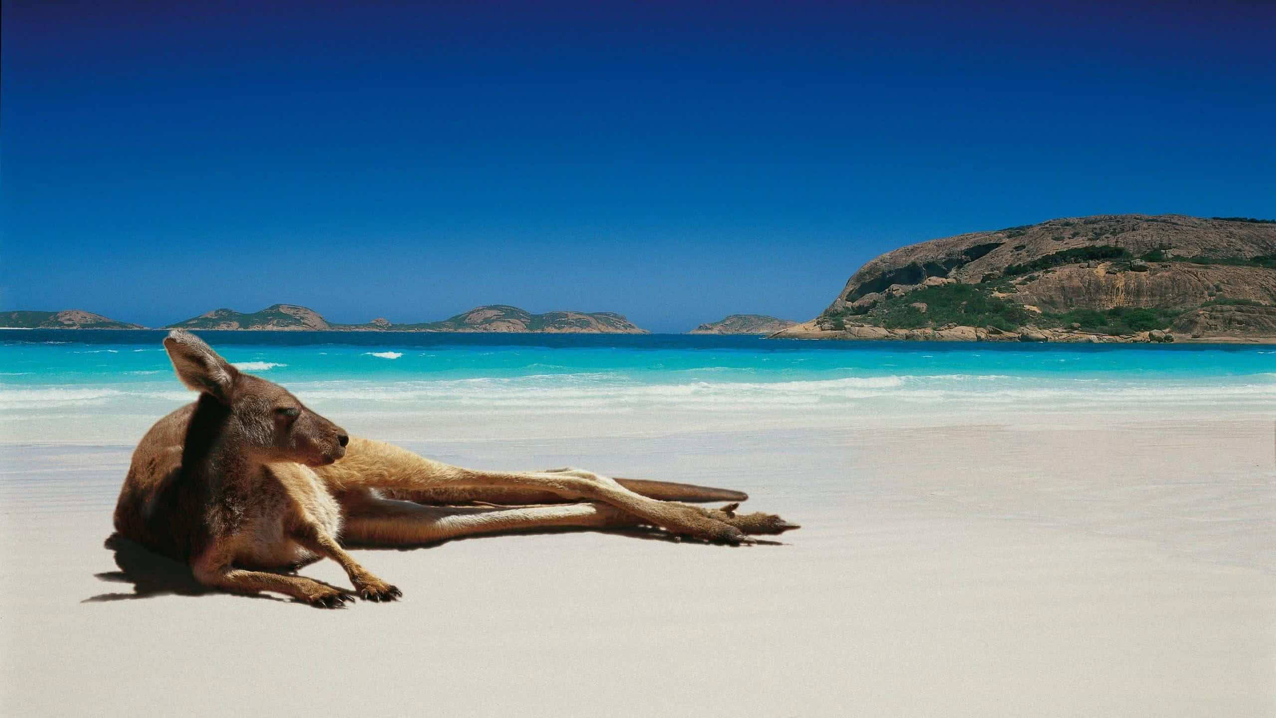 Kangaroo 桌布 壁紙 — 一隻袋鼠在清澈藍天下，在碧綠海水旁邊的純白沙灘上休息，遠處有岩石島嶼。