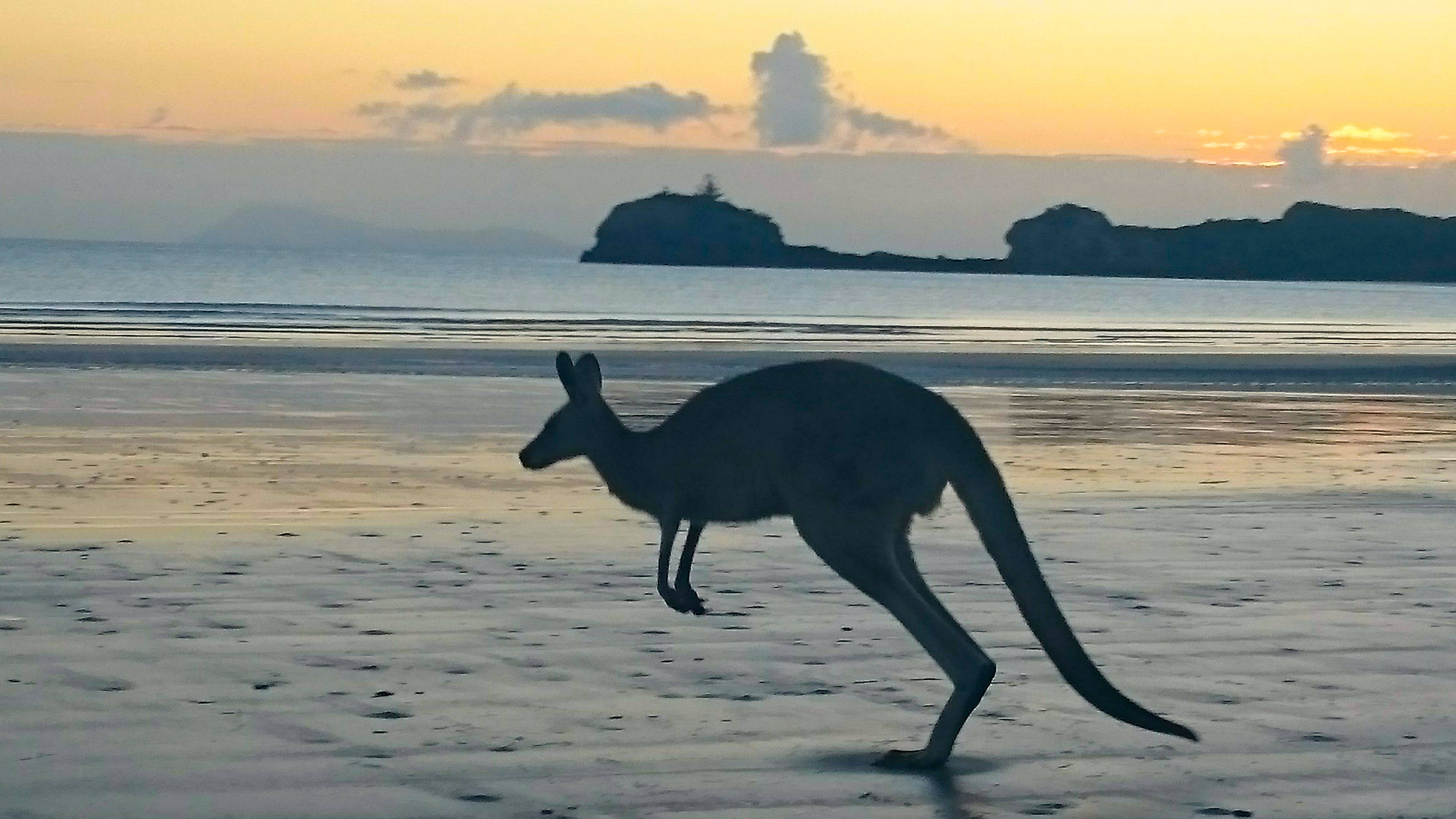 Kangaroo 桌布 壁紙 — 一隻袋鼠在金色夕陽的映襯下，在濕漉漉的沙灘上跳躍，平靜的海面上有遠處的岩石島嶼。