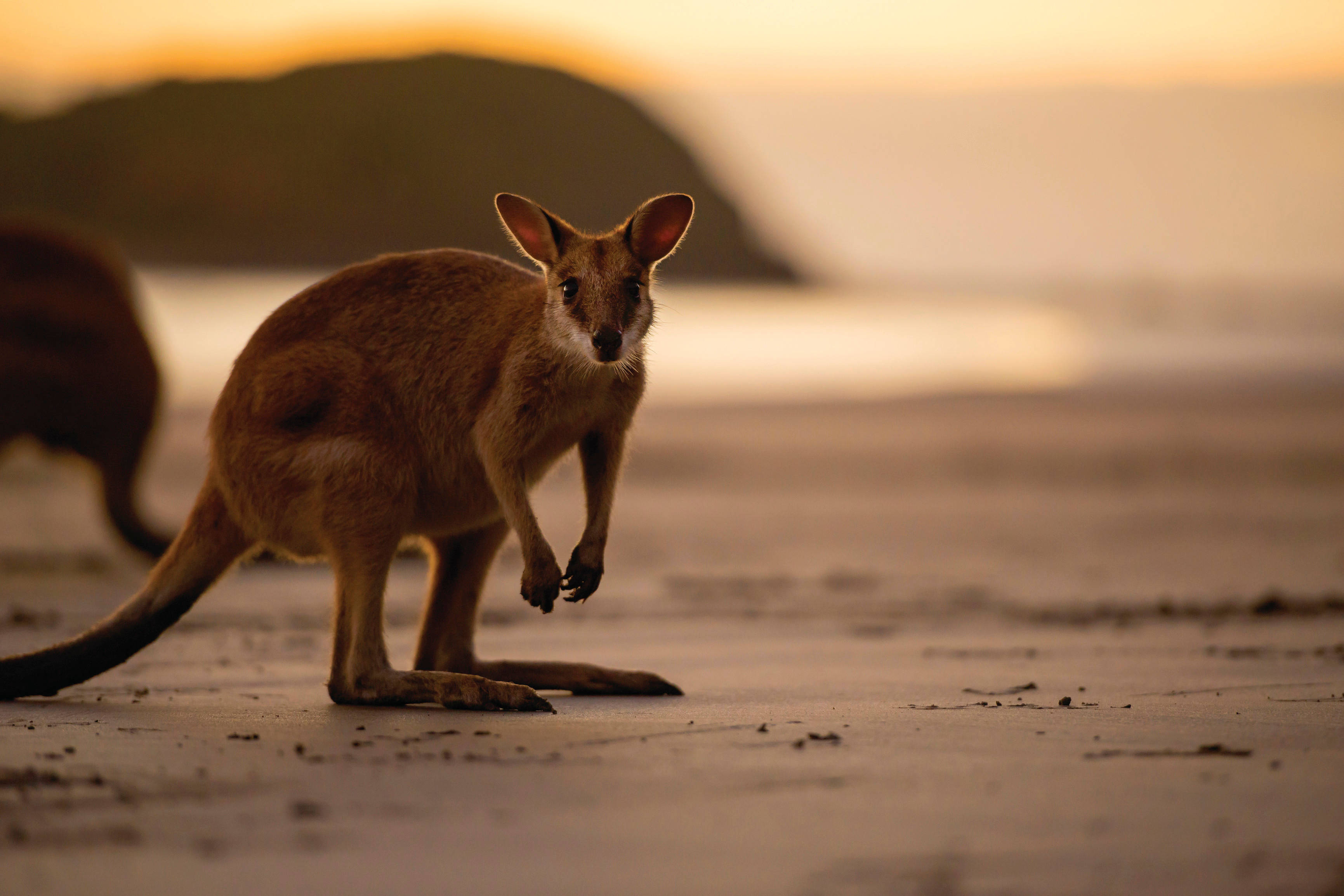 Kangaroo 桌布 壁紙 — 一隻袋鼠在金色日落時分的沙灘上警覺地站立，背景有一座模糊的山丘。