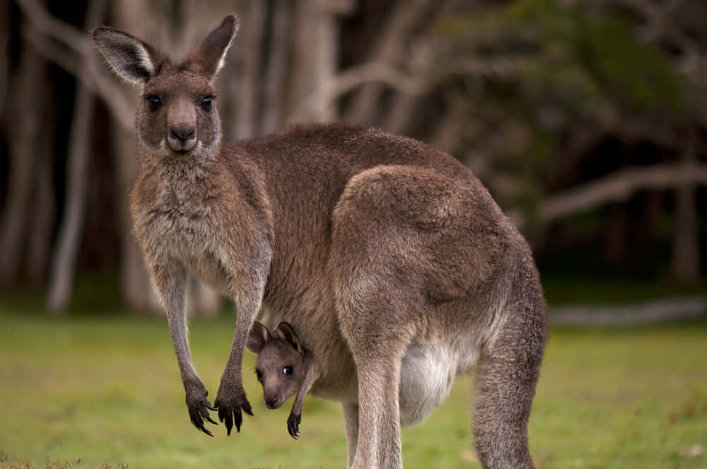 Kangaroo 桌布 壁紙 — 一隻袋鼠媽媽與從育兒袋探出頭來的寶寶，在長滿草的森林空地中警覺地站立。