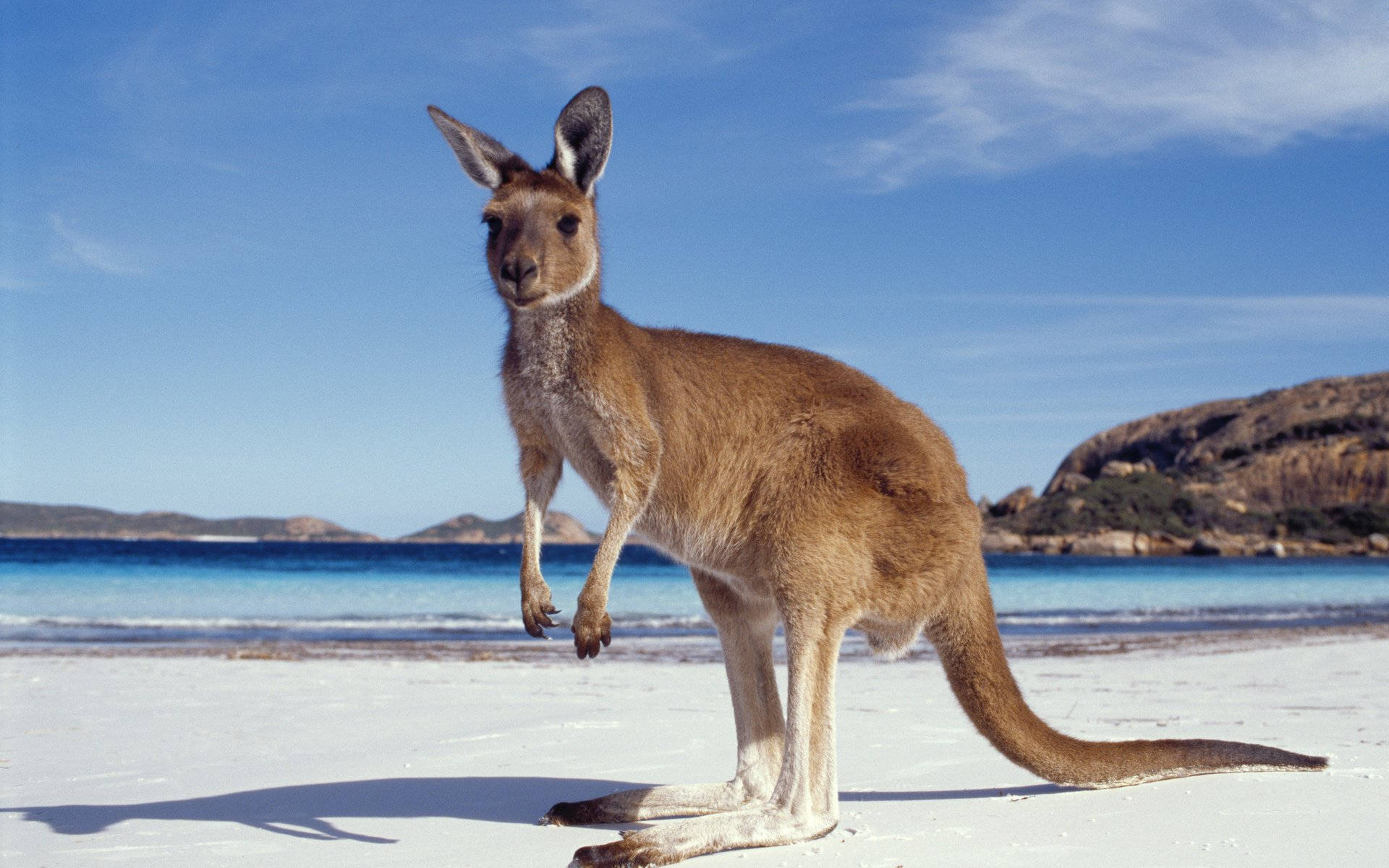Kangaroo 桌布 壁紙 — 一隻袋鼠警覺地站在明亮的白色沙灘上，背景是碧綠色的海洋和岩石丘陵，天空清澈湛藍。